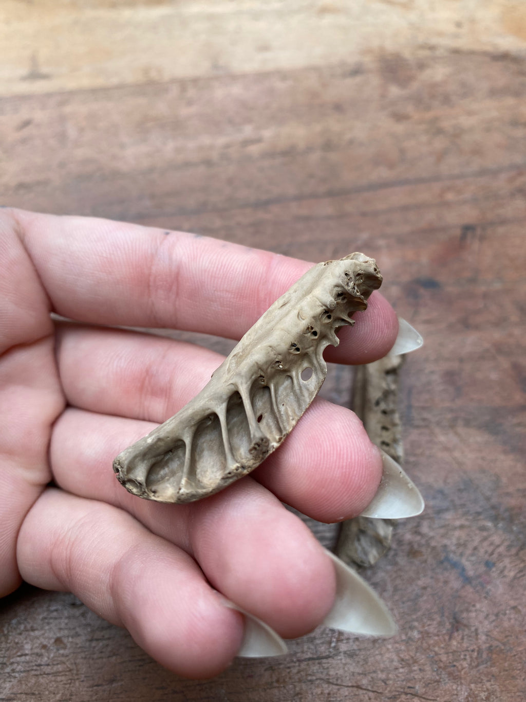 Mudlarked Animal Skull Fragments