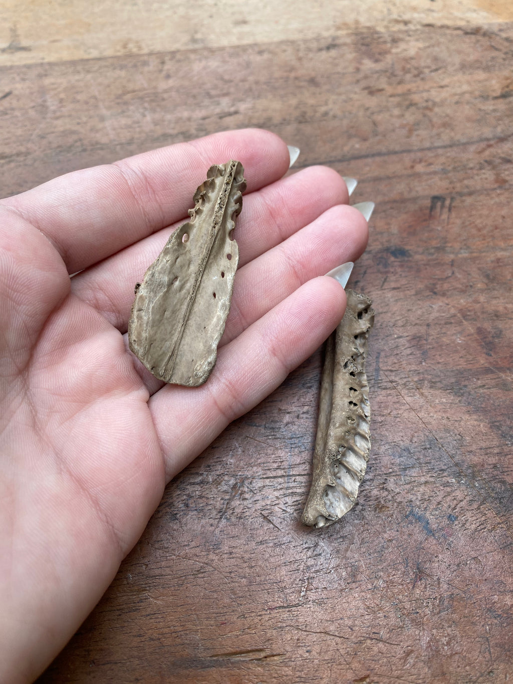 Mudlarked Animal Skull Fragments