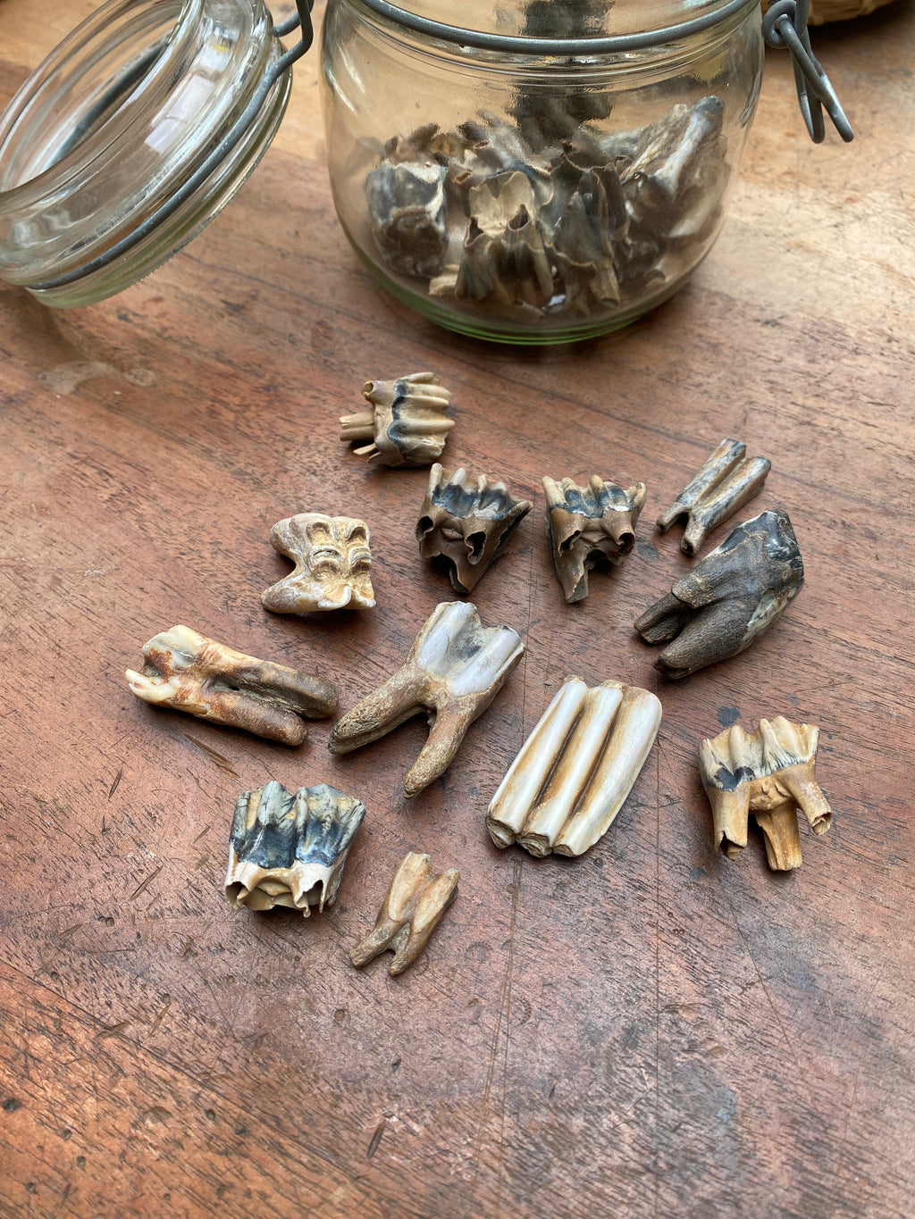 Fossilised Mudlarked Animal Teeth