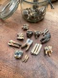 Fossilised Mudlarked Animal Teeth