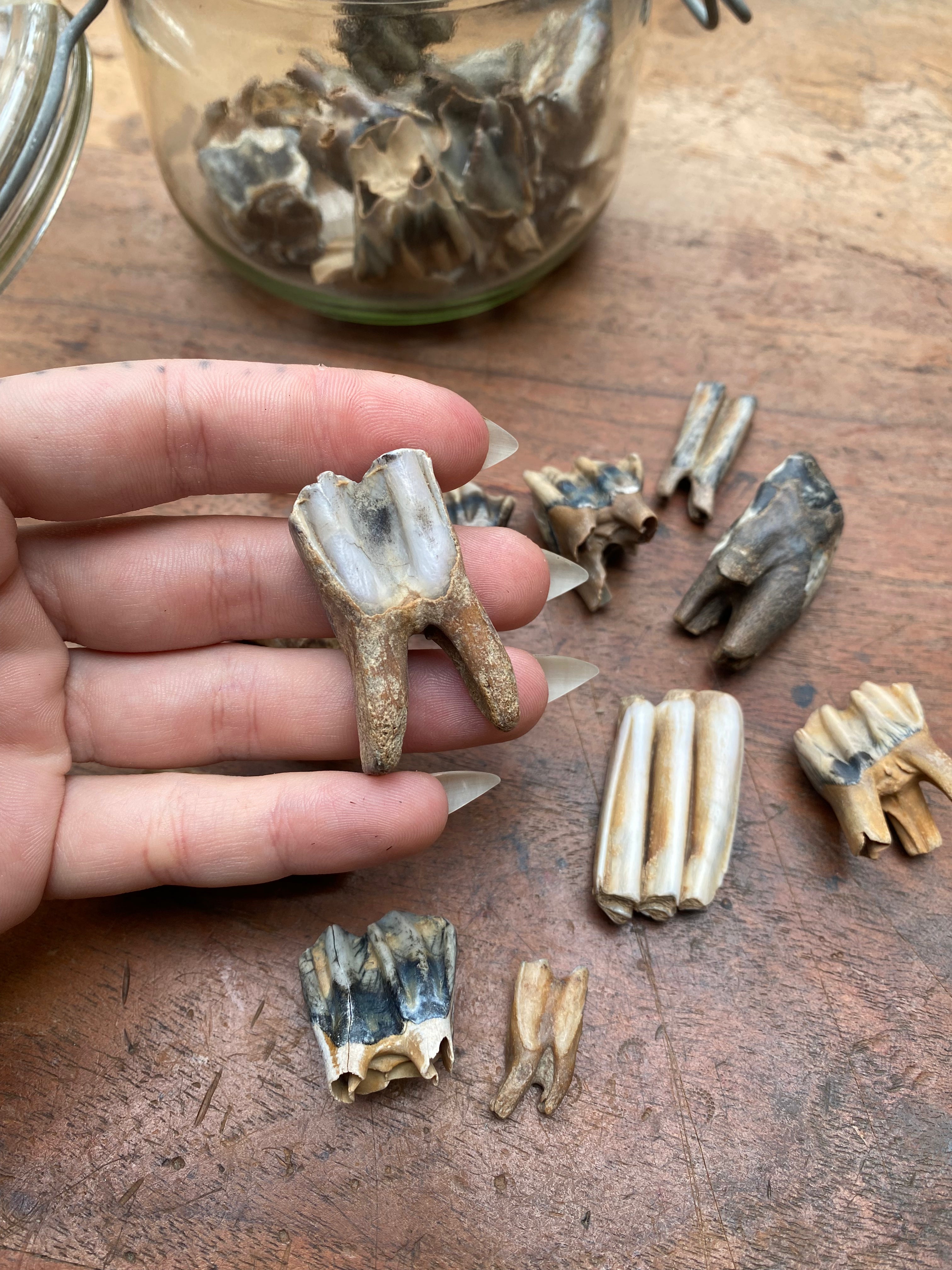 Fossilised Mudlarked Animal Teeth