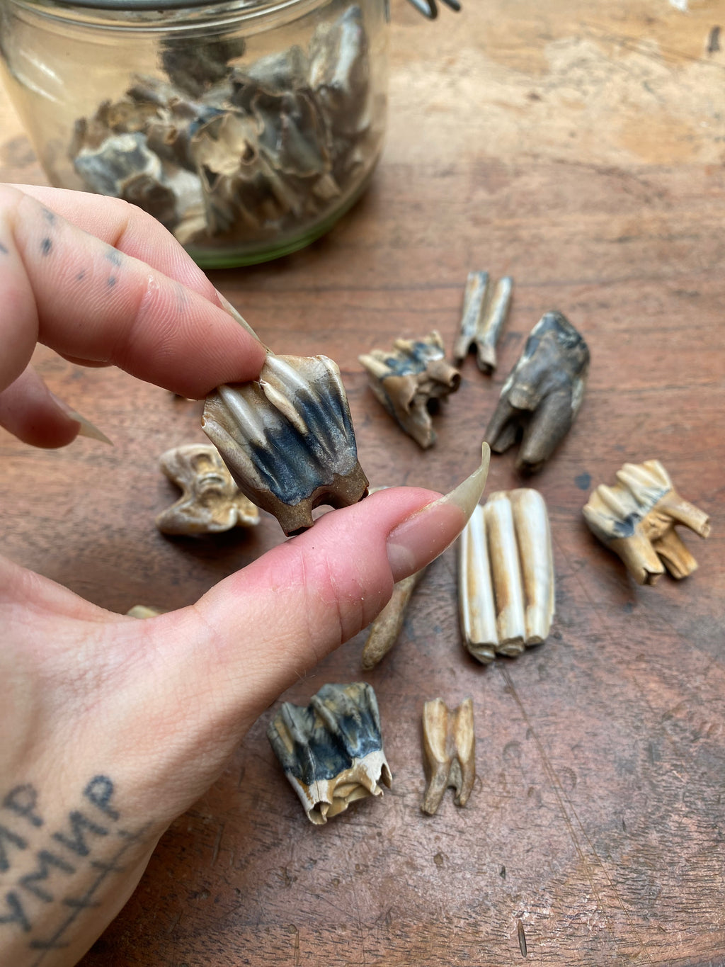 Fossilised Mudlarked Animal Teeth