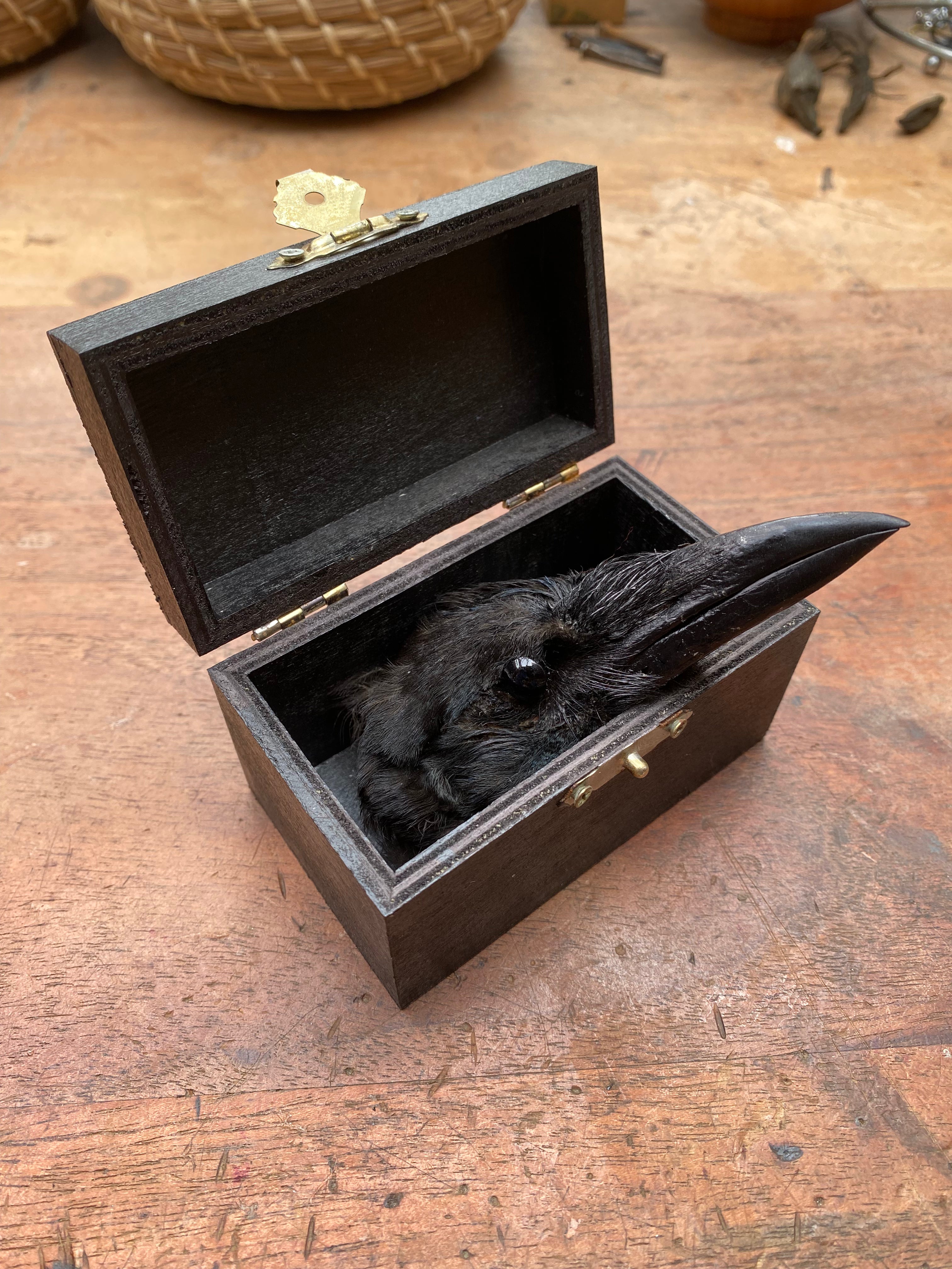 Taxidermy Crow Head in Black Wooden Box