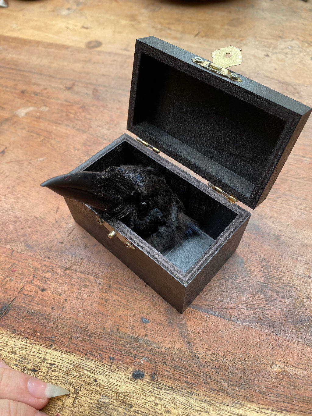 Taxidermy Crow Head in Black Wooden Box