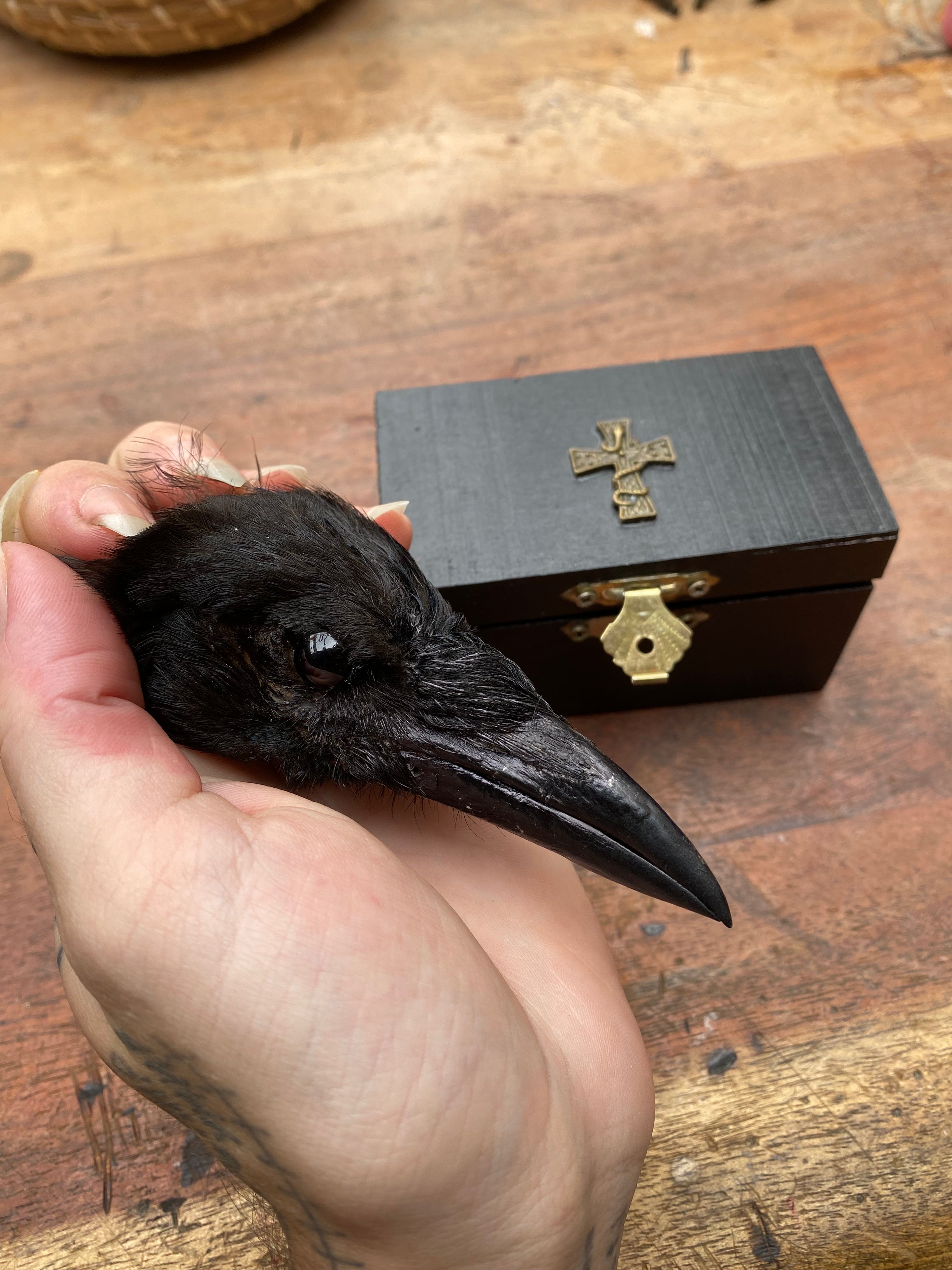 Taxidermy Crow Head in Black Wooden Box