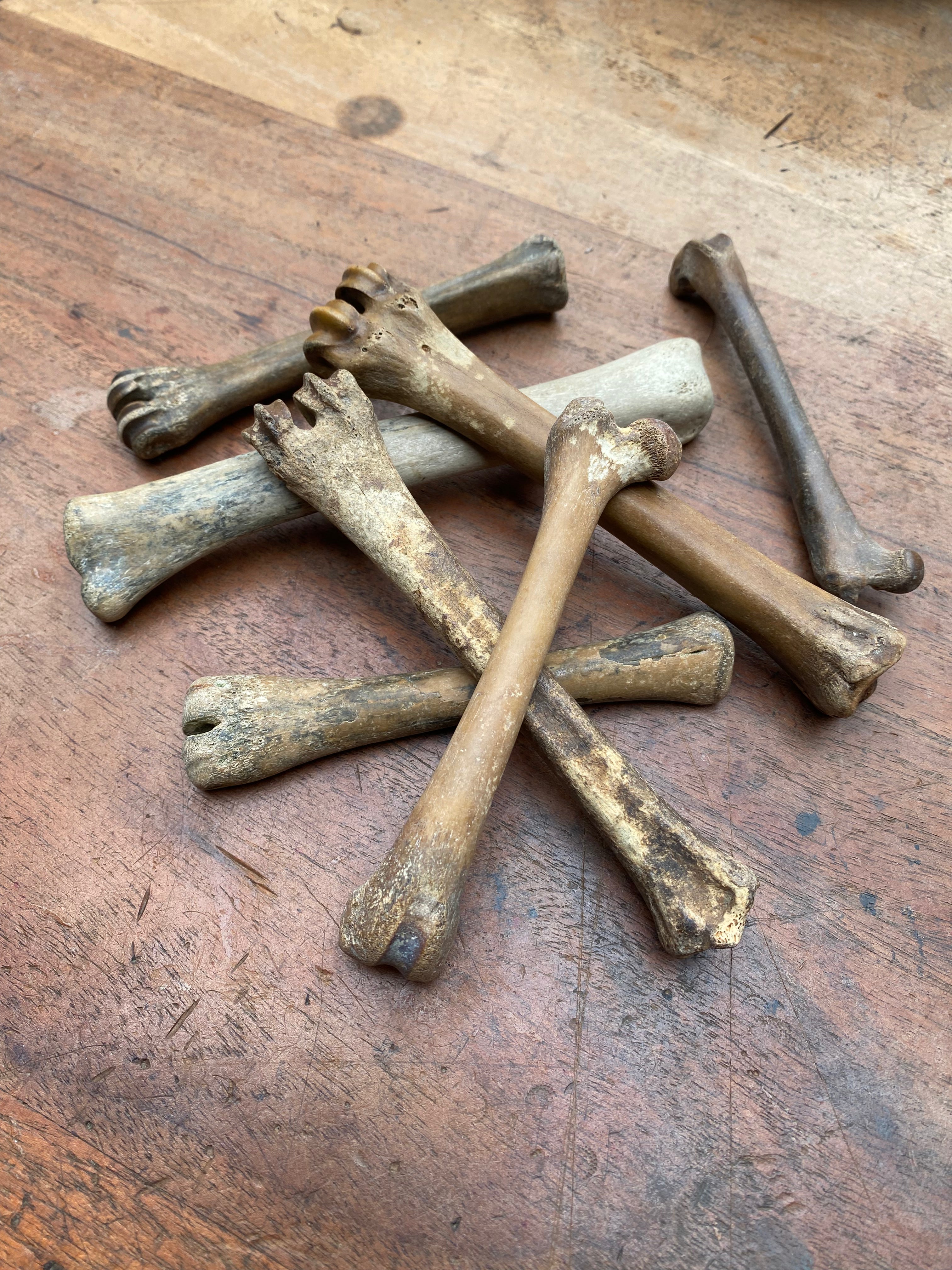 Fossilised Mudlarked Animal Bones