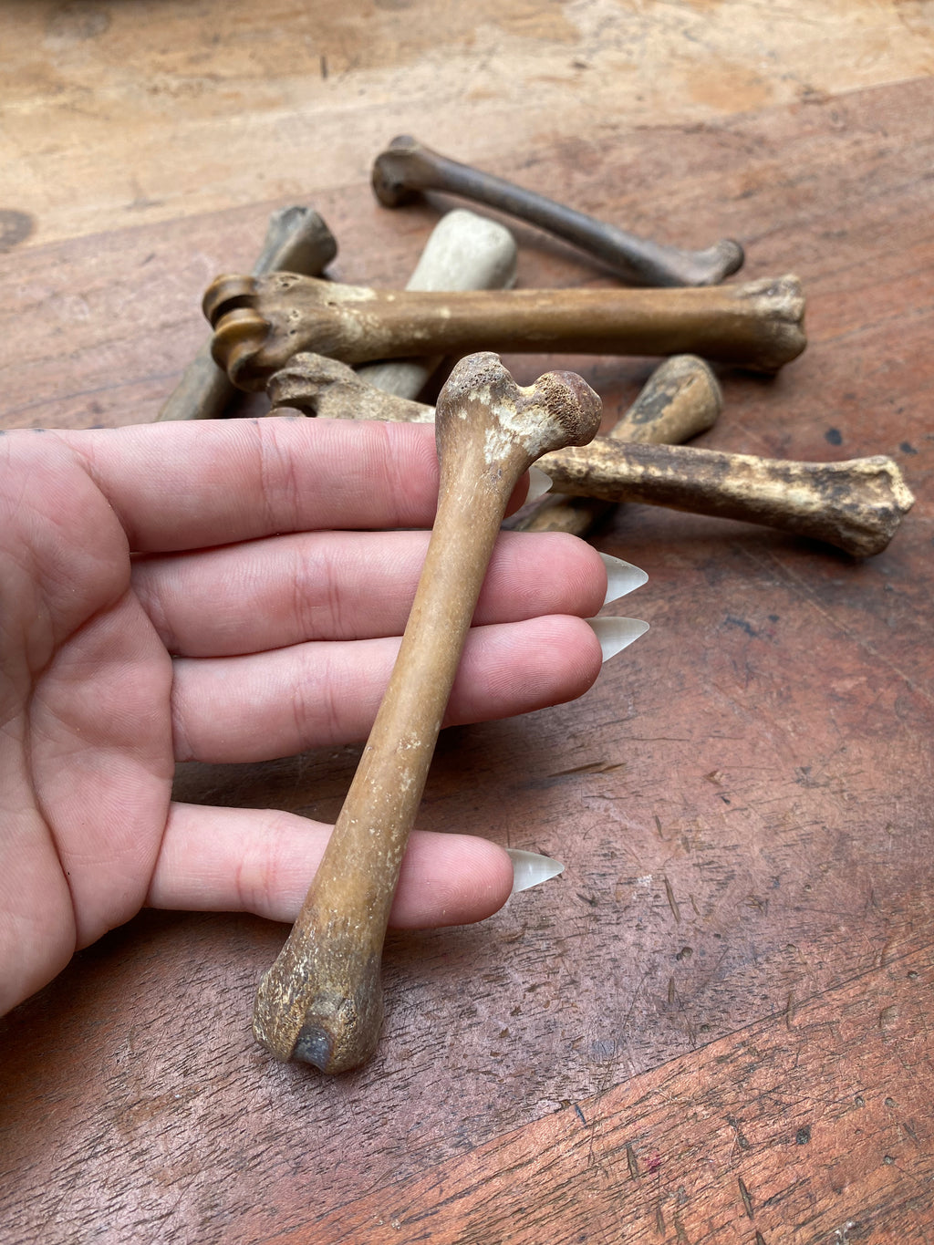 Fossilised Mudlarked Animal Bones