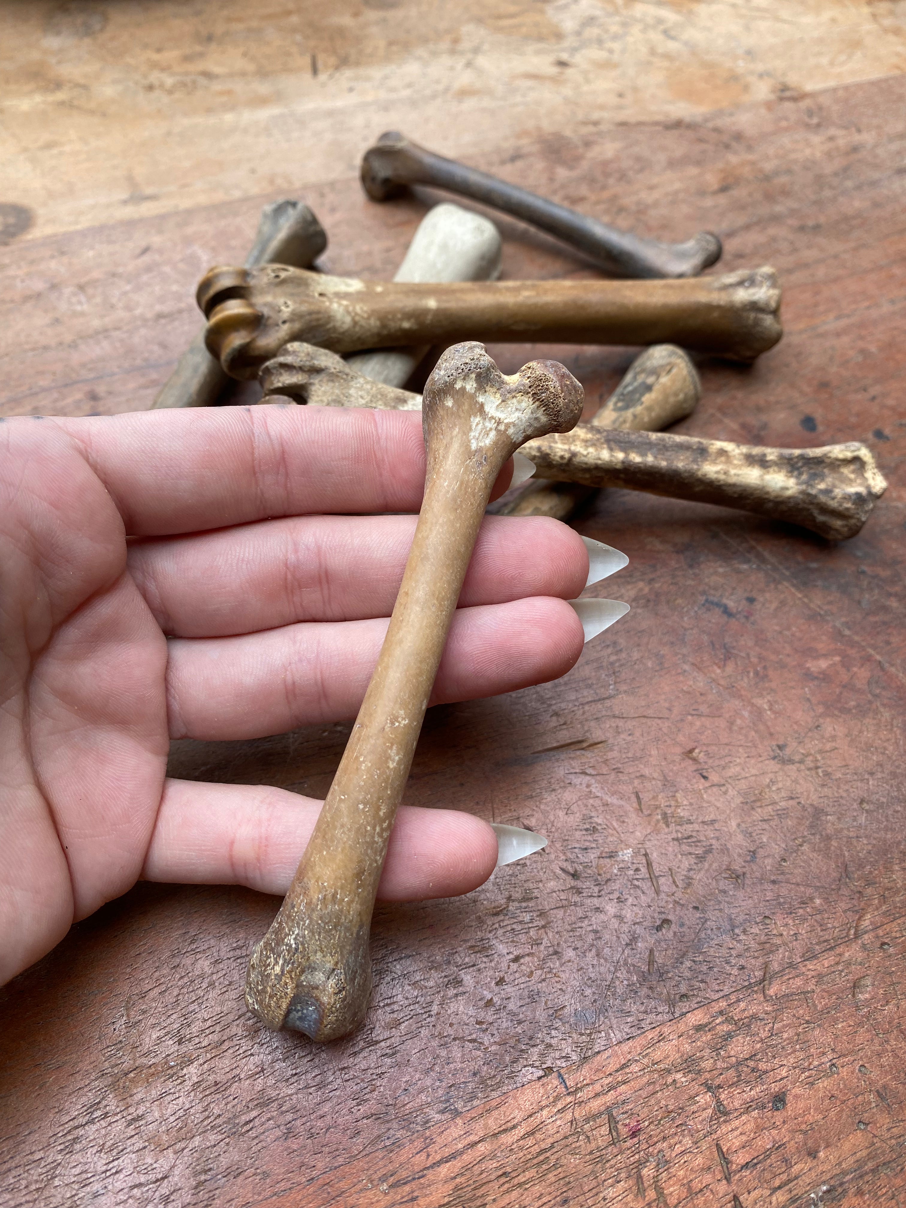 Fossilised Mudlarked Animal Bones