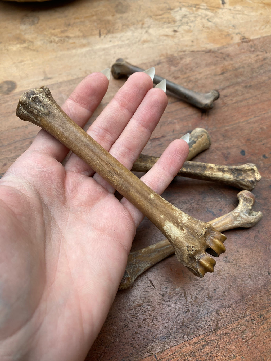 Fossilised Mudlarked Animal Bones