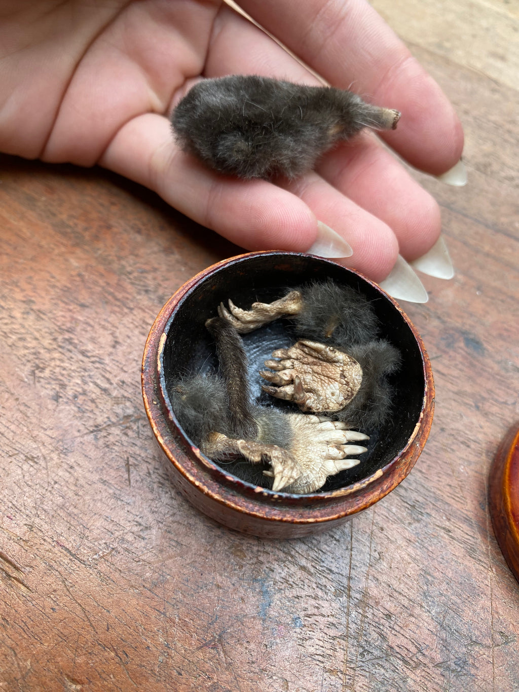 Taxidermy Mole Head, Limbs and Tail in Wooden Box