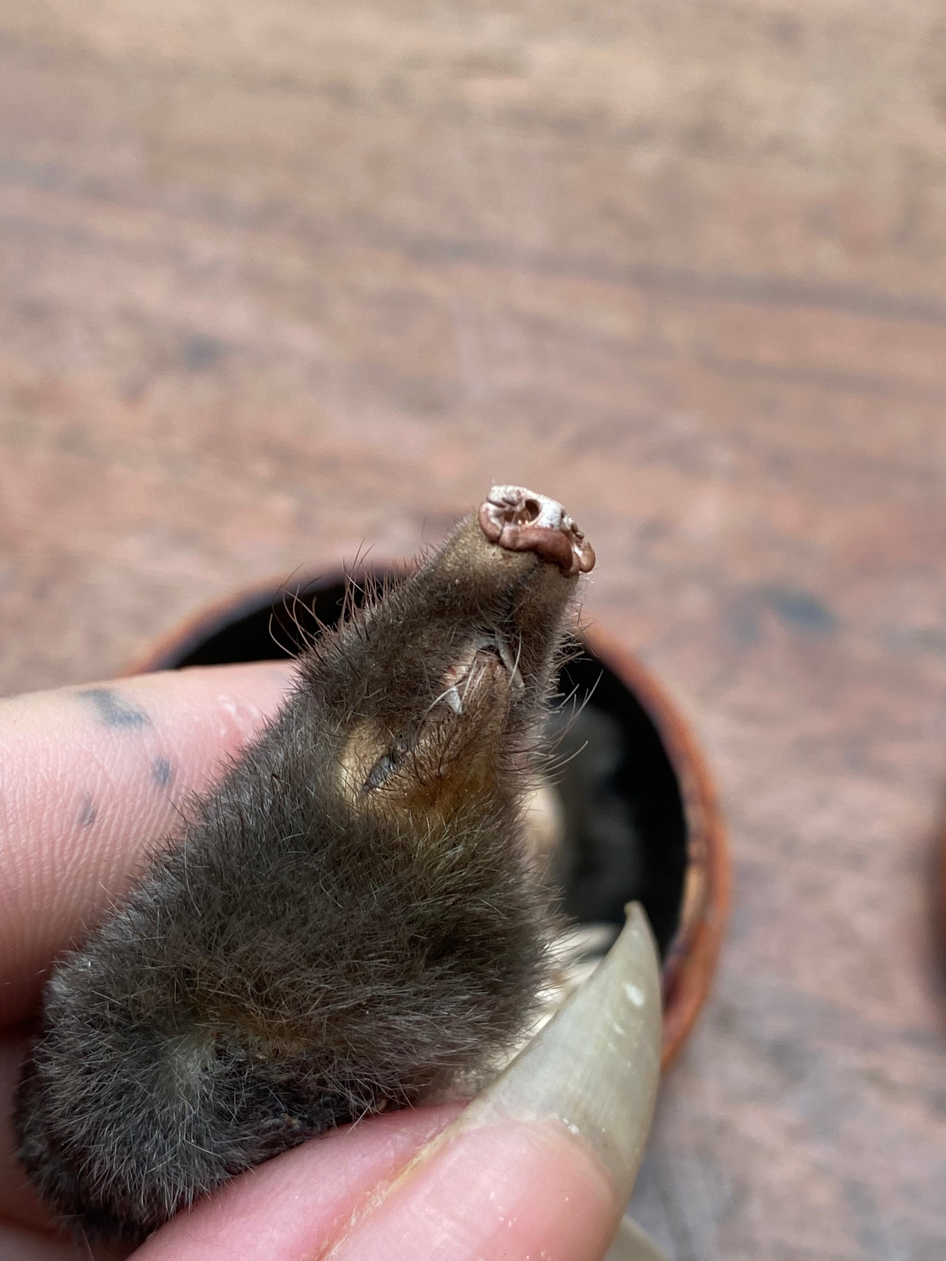 Taxidermy Mole Head, Limbs and Tail in Wooden Box