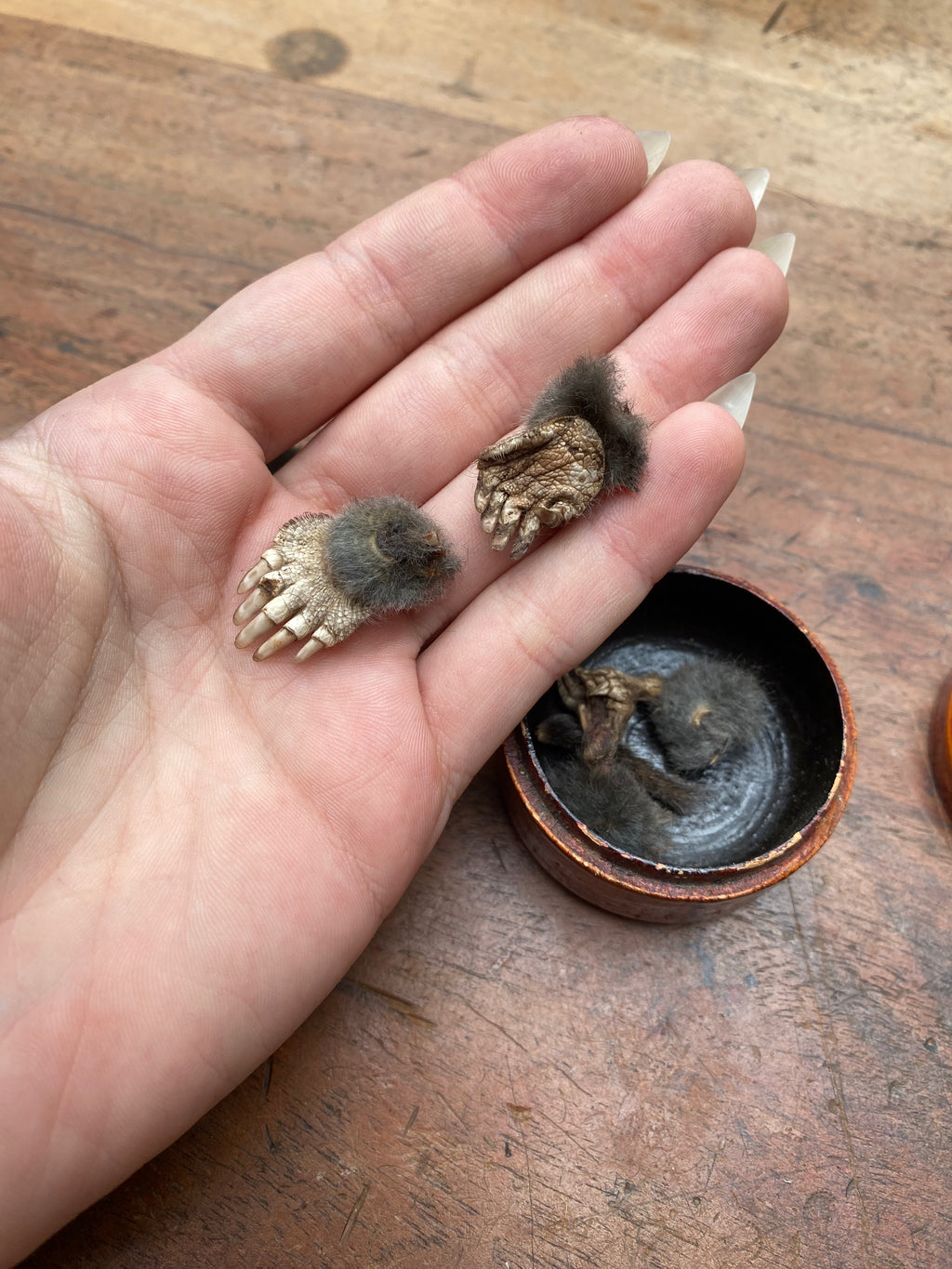 Taxidermy Mole Head, Limbs and Tail in Wooden Box