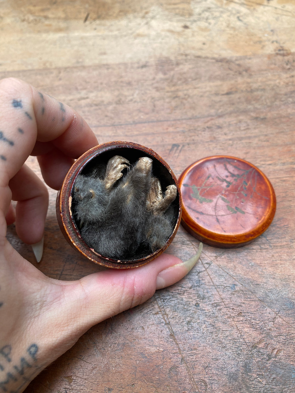 Taxidermy Mole Head, Limbs and Tail in Wooden Box