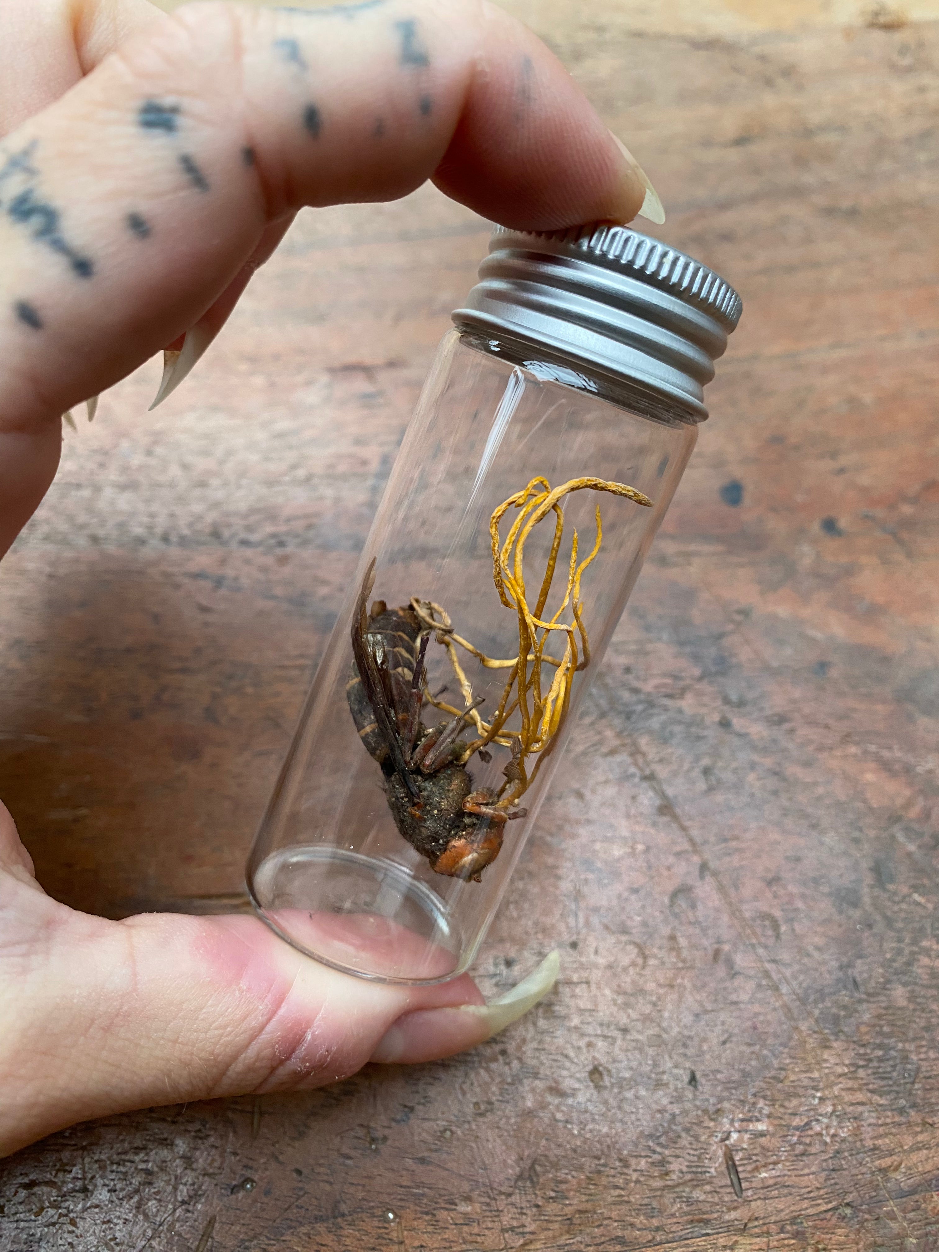 Cordyceps (Zombie Parasite Fungus) Infected Wasp in Glass Jar
