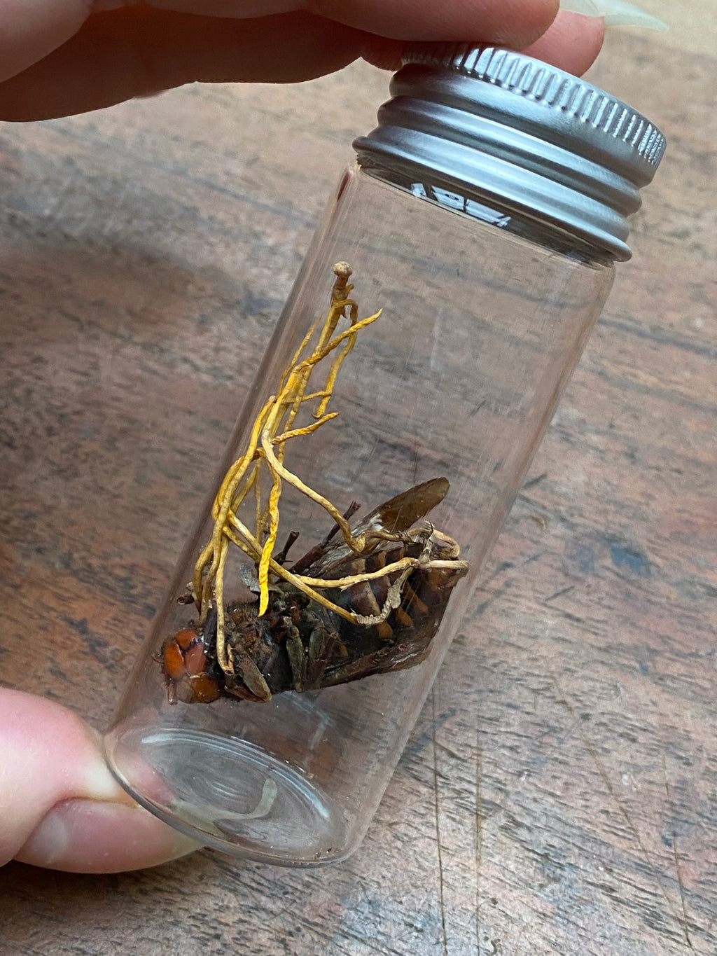 Cordyceps (Zombie Parasite Fungus) Infected Wasp in Glass Jar