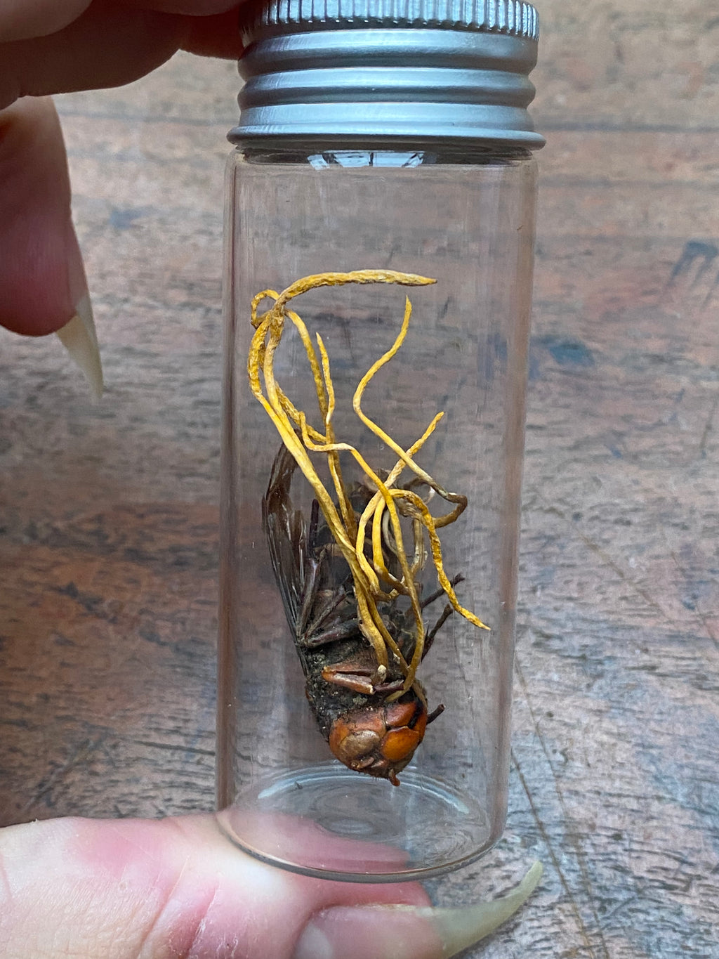 Cordyceps (Zombie Parasite Fungus) Infected Wasp in Glass Jar