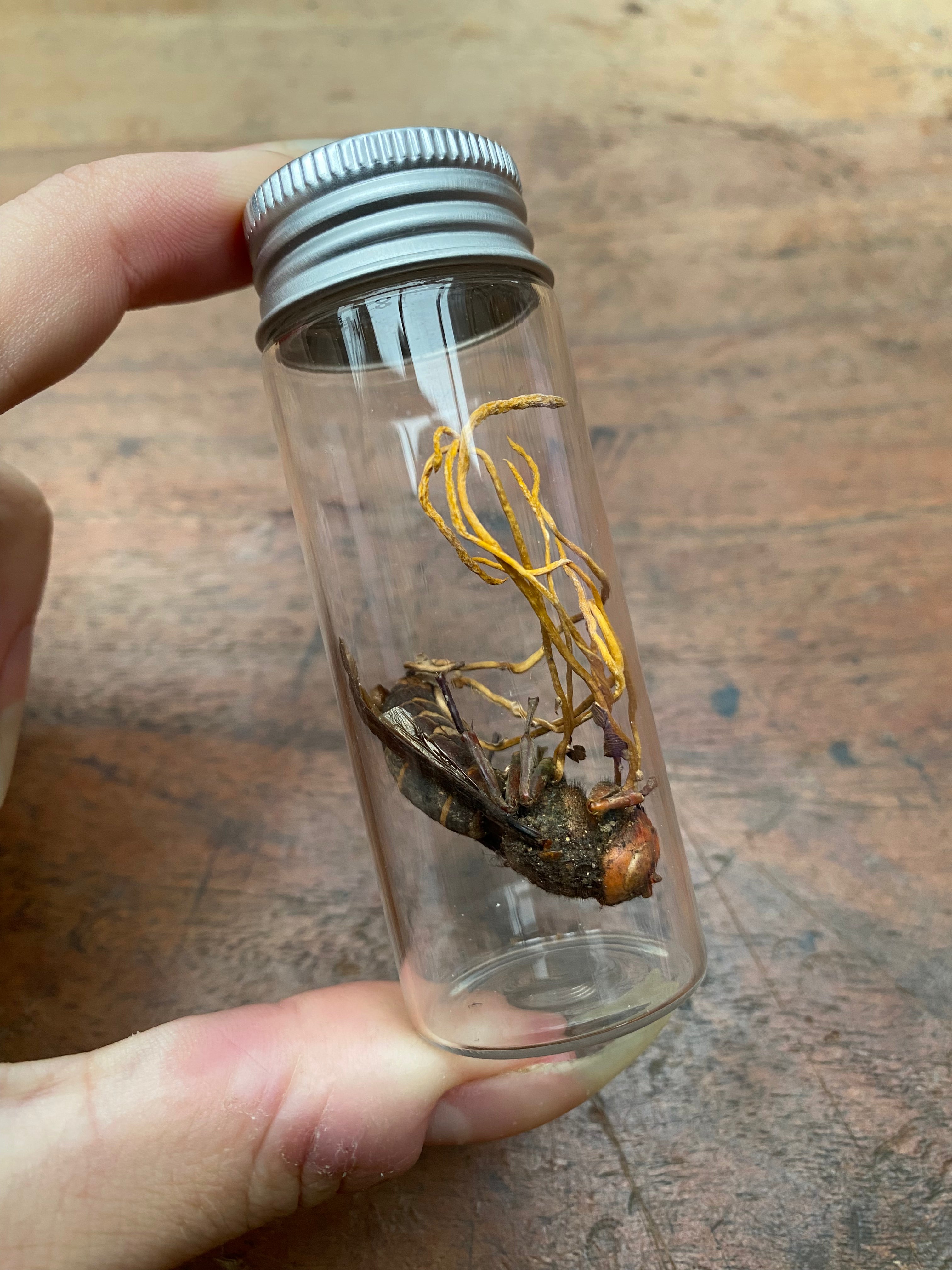 Cordyceps (Zombie Parasite Fungus) Infected Wasp in Glass Jar