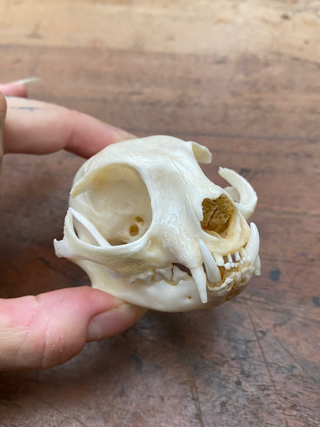 Bobcat (Wildcat) Skull