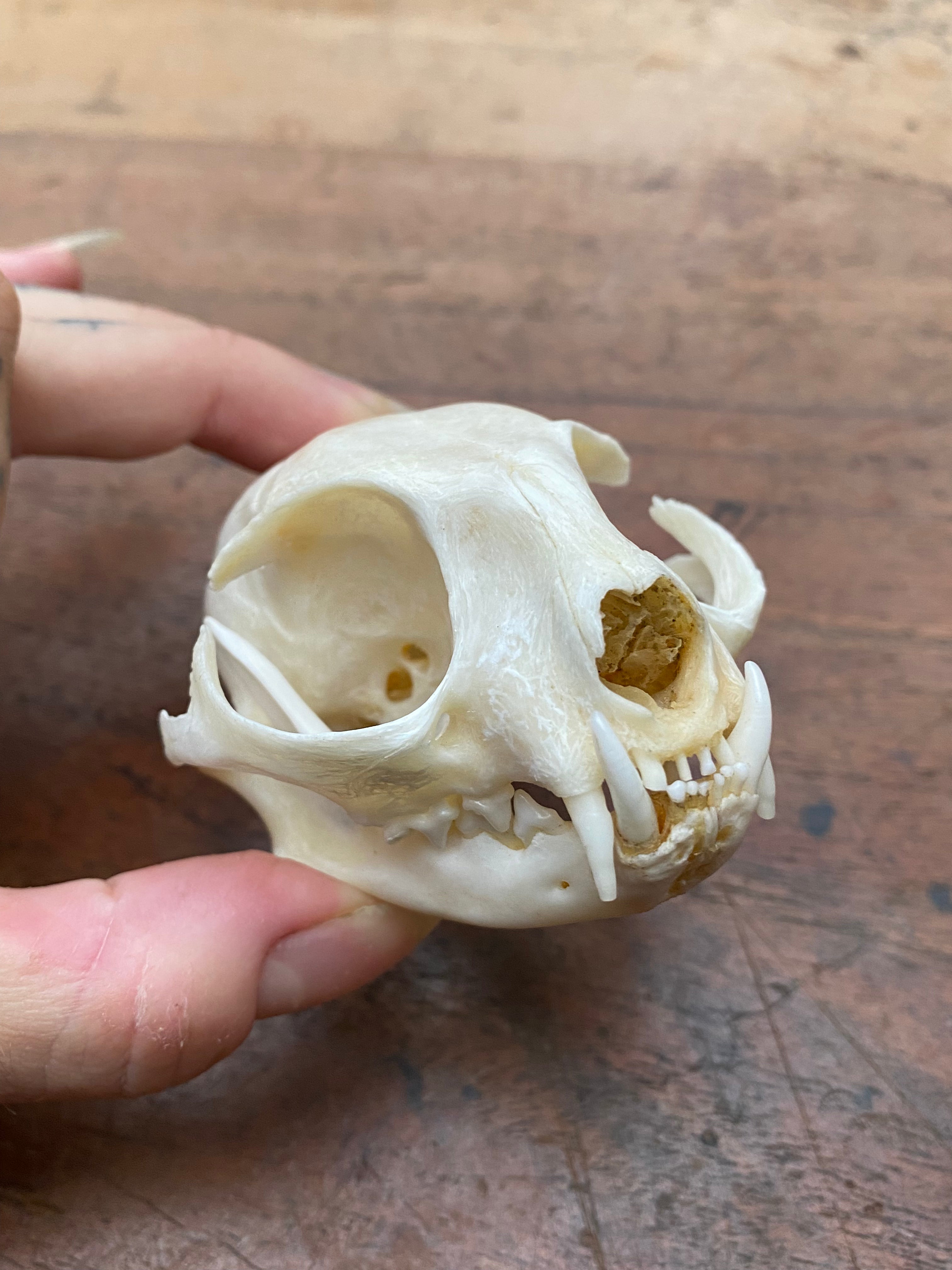 Bobcat (Wildcat) Skull
