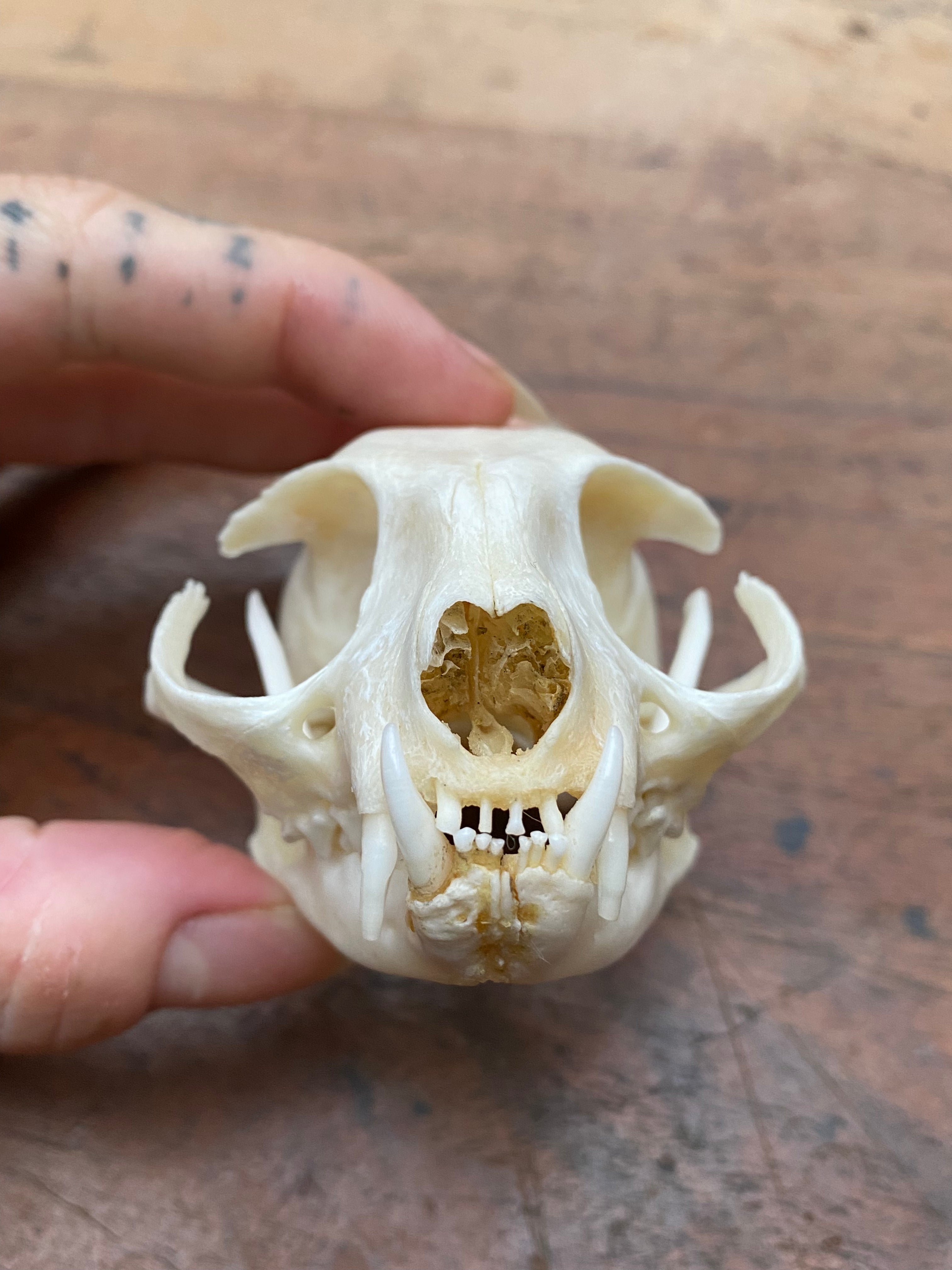 Bobcat (Wildcat) Skull
