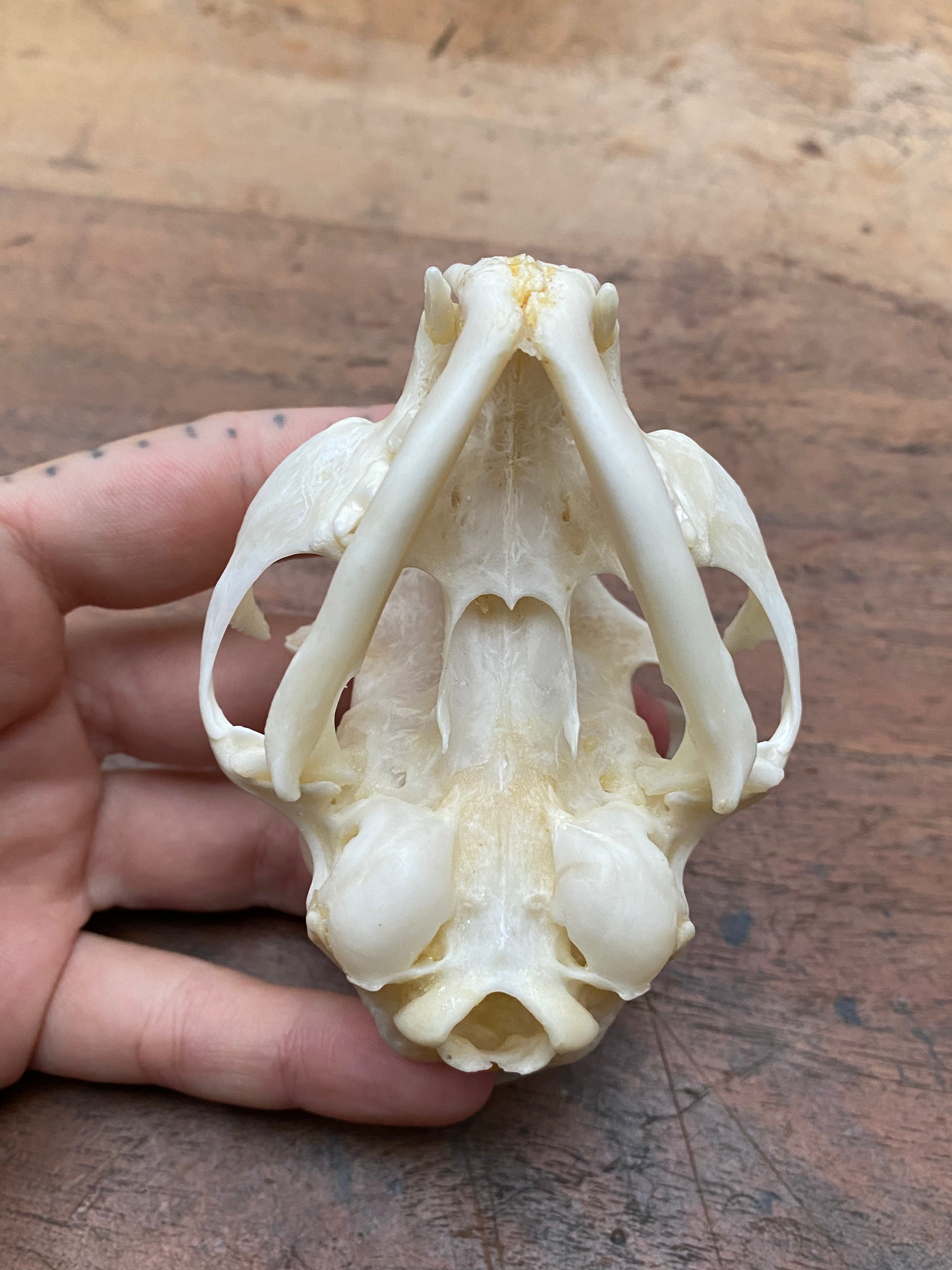 Bobcat (Wildcat) Skull
