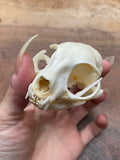 Bobcat (Wildcat) Skull