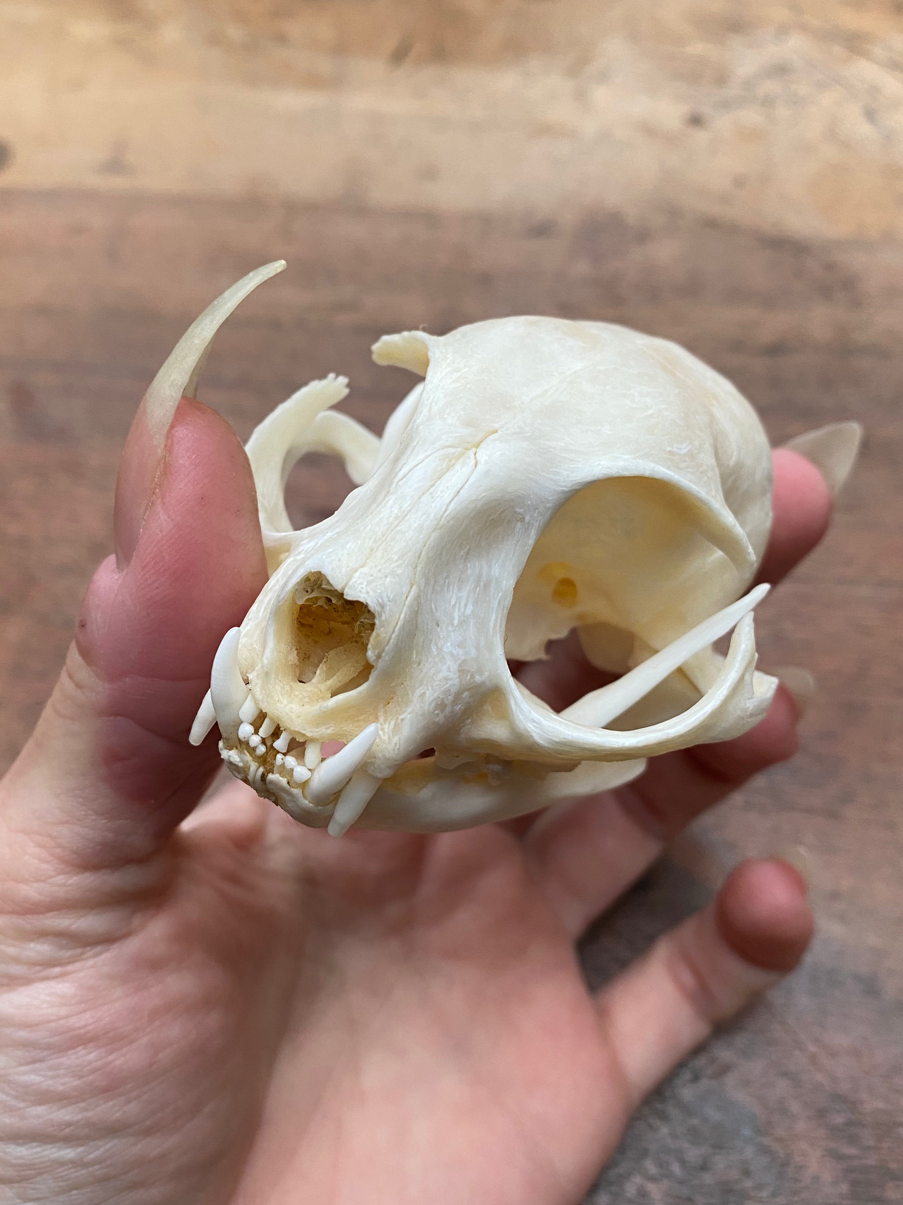 Bobcat (Wildcat) Skull