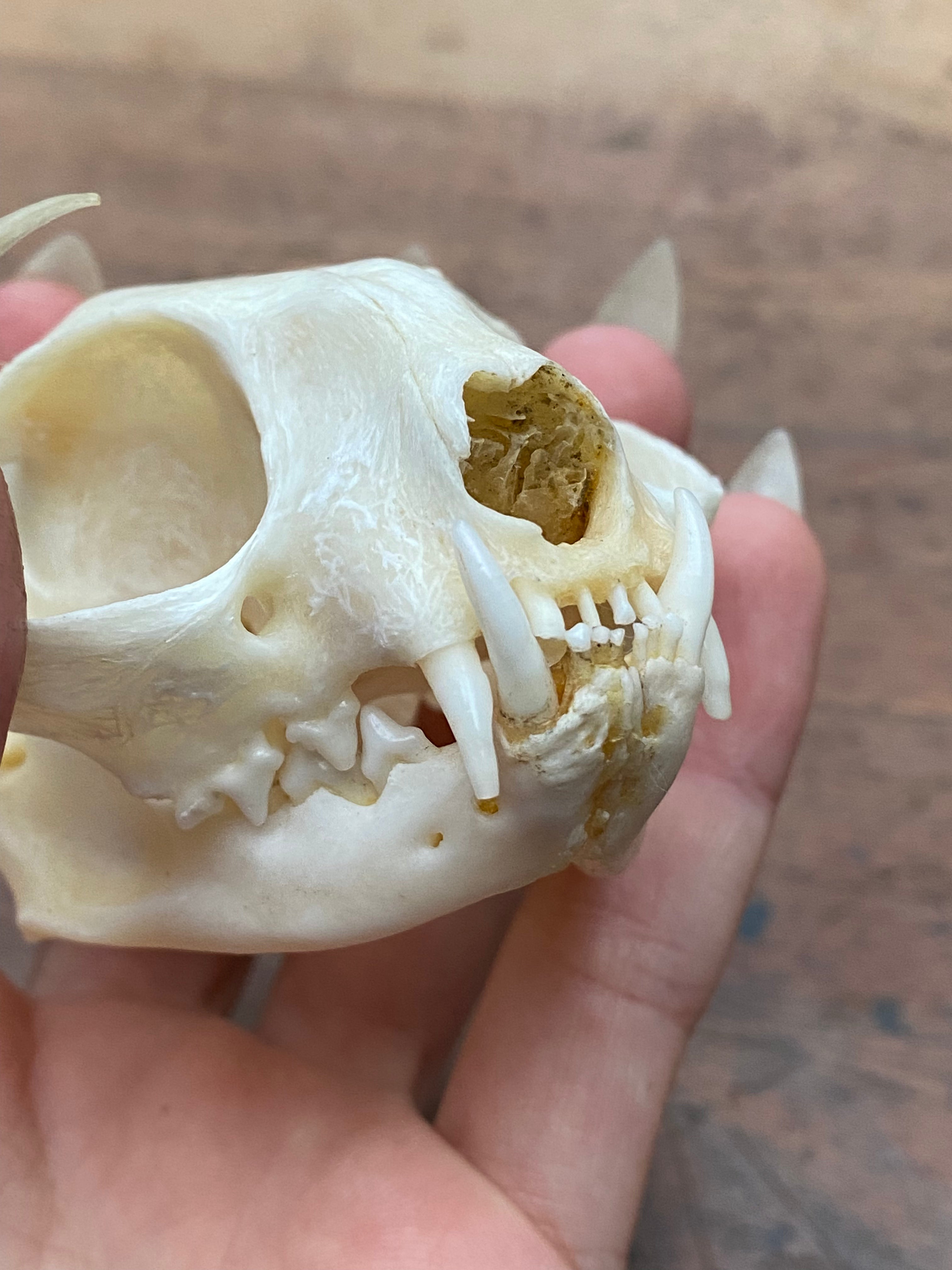 Bobcat (Wildcat) Skull