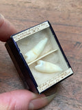 Vintage Human Teeth Display Box