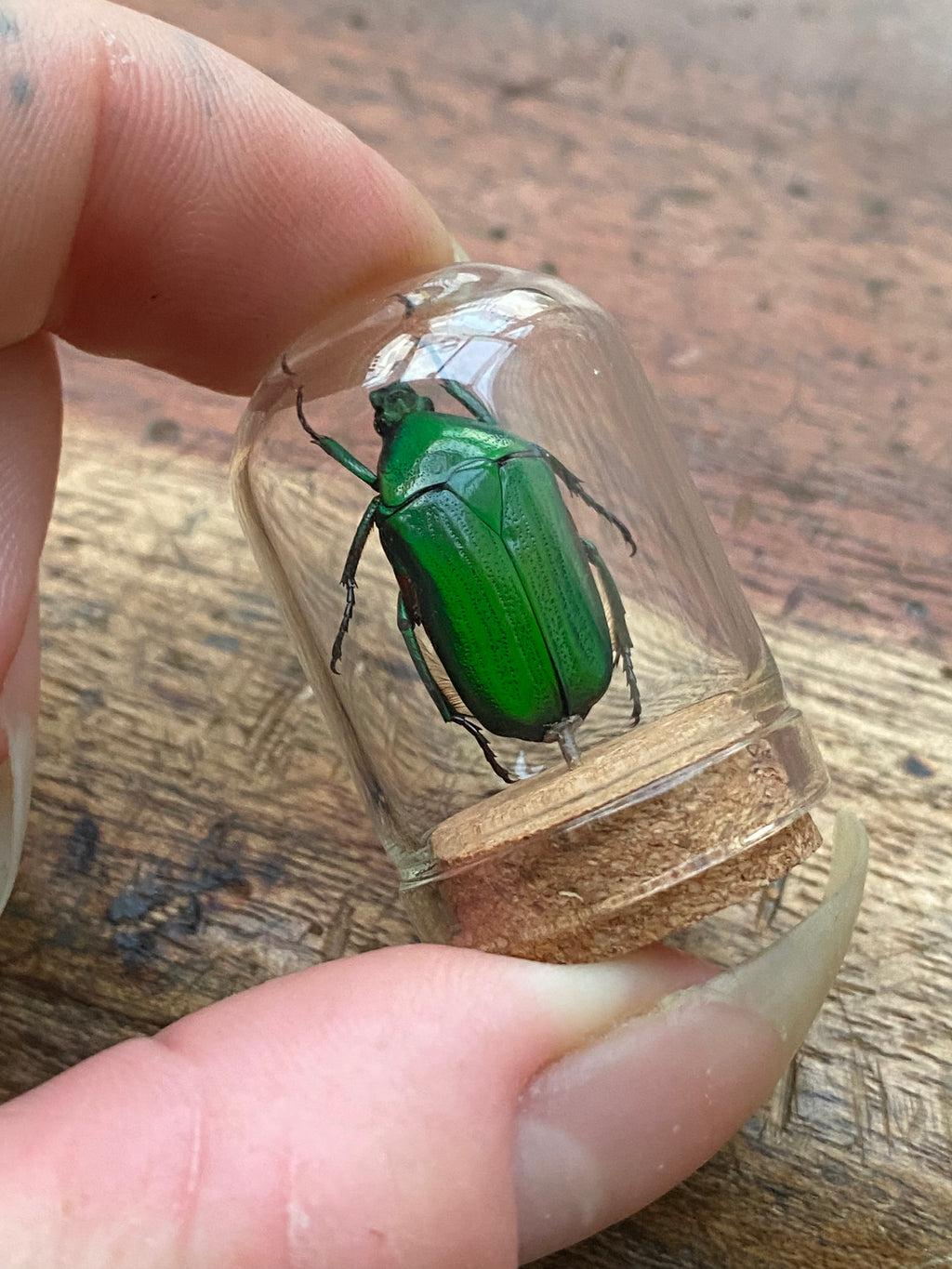 Rose Chafer (Cetonia Aurata) Beetle in Glass Dome