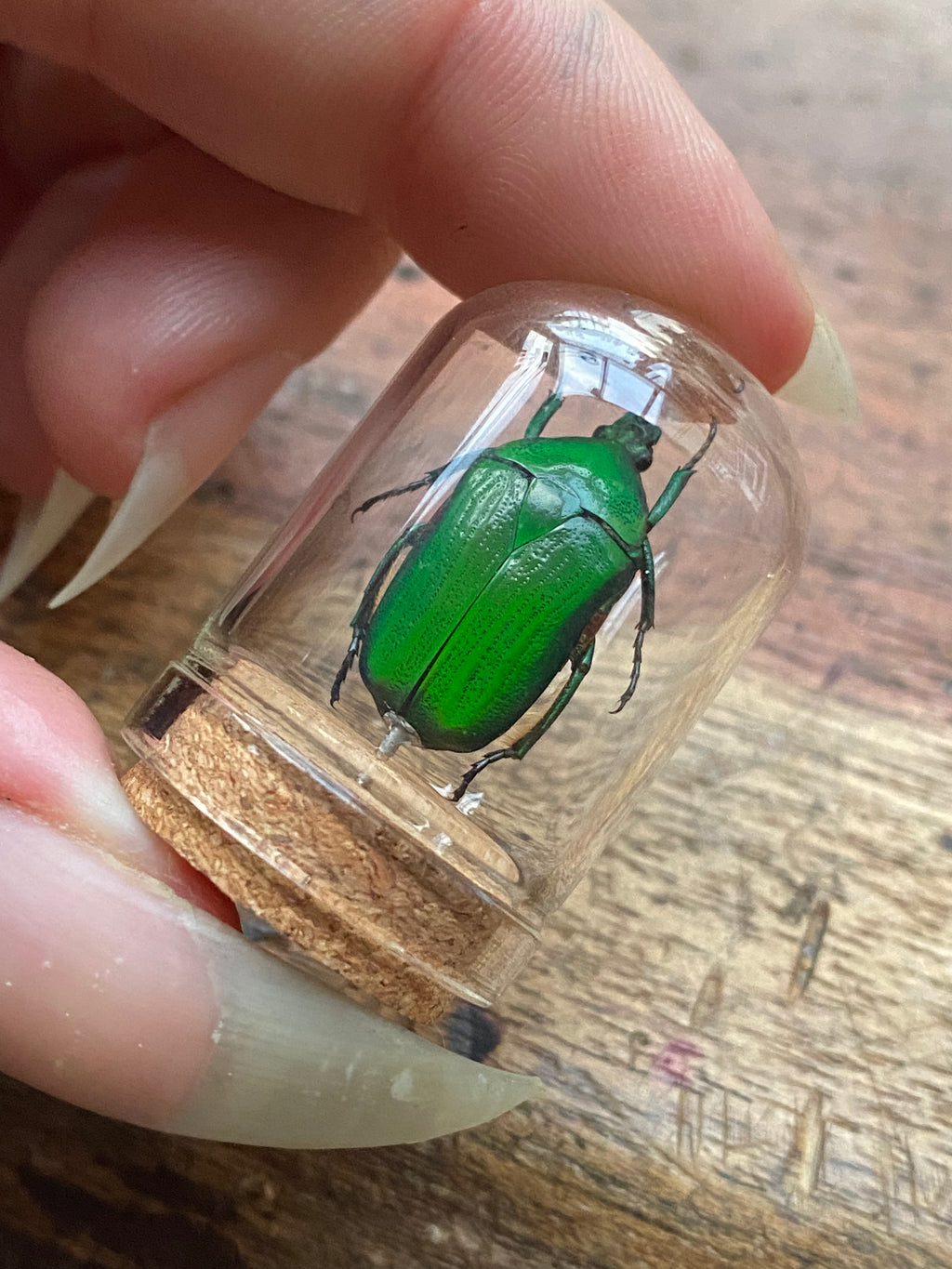 Rose Chafer (Cetonia Aurata) Beetle in Glass Dome