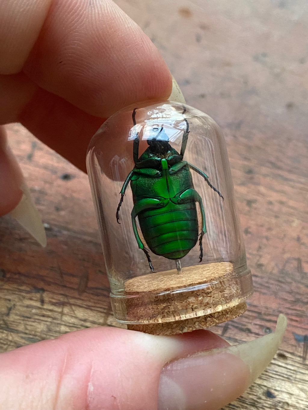 Rose Chafer (Cetonia Aurata) Beetle in Glass Dome