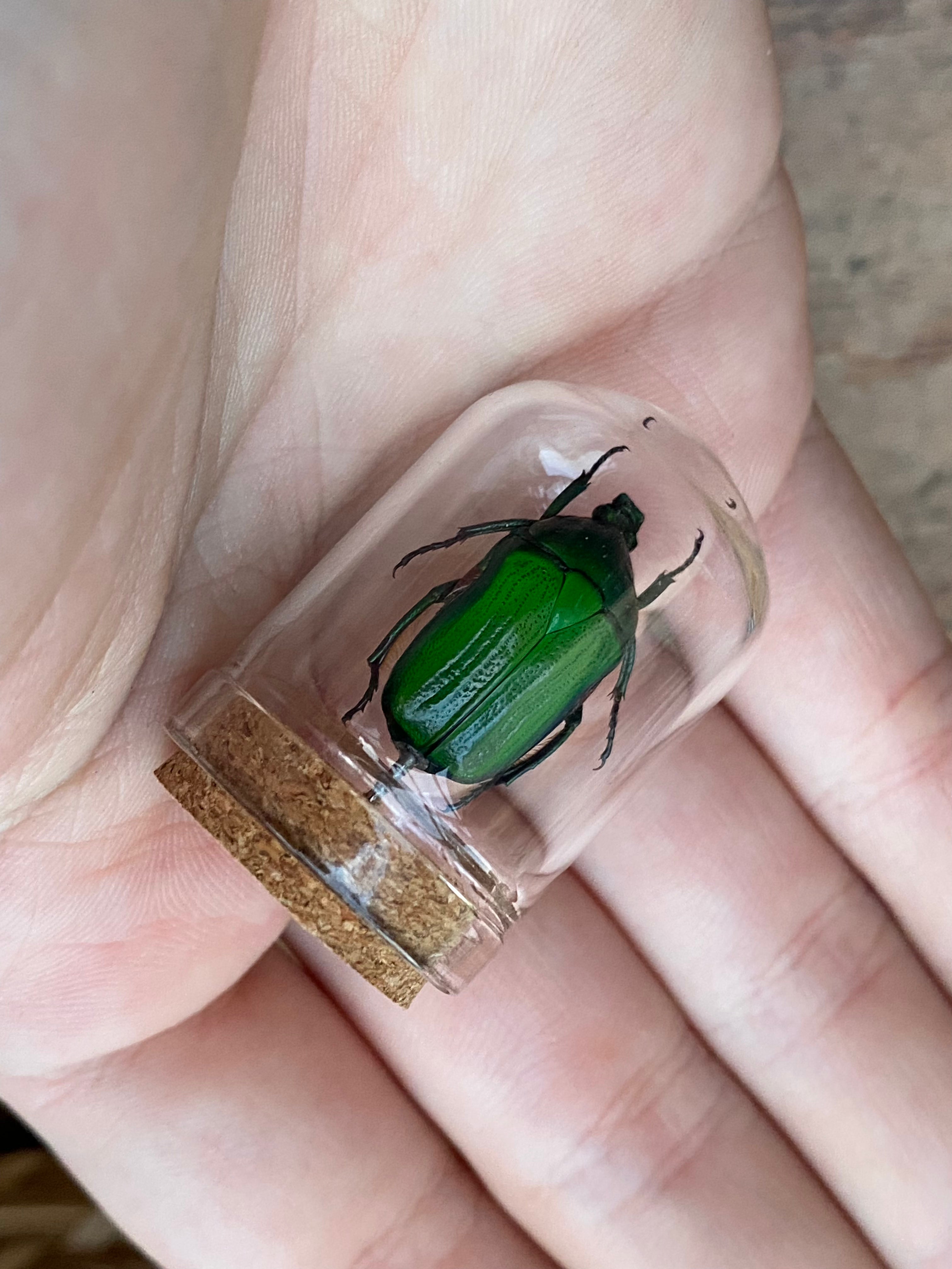 Rose Chafer (Cetonia Aurata) Beetle in Glass Dome