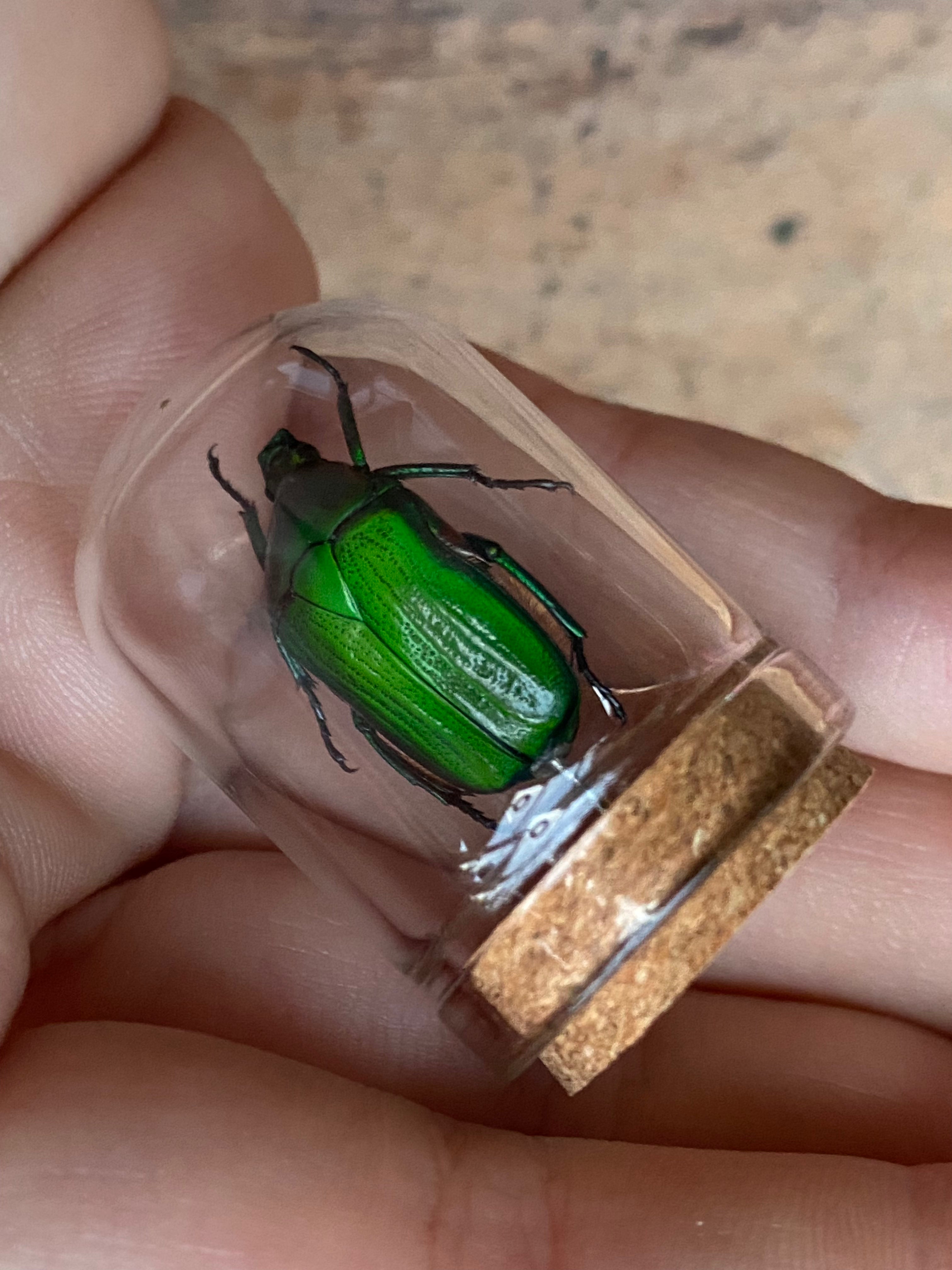 Rose Chafer (Cetonia Aurata) Beetle in Glass Dome