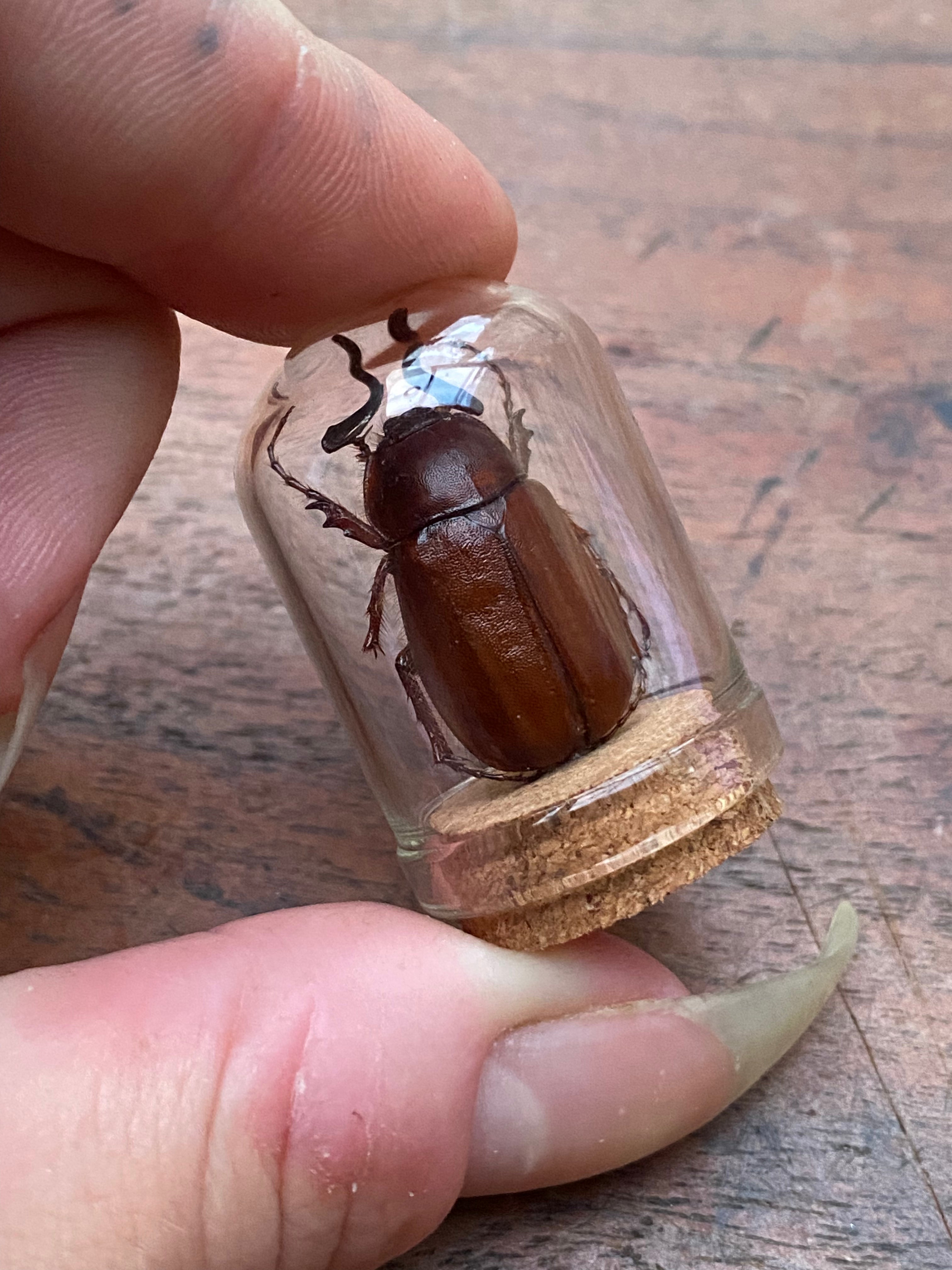 European Chafer (Amphimallon Majale) Beetle in Glass Dome