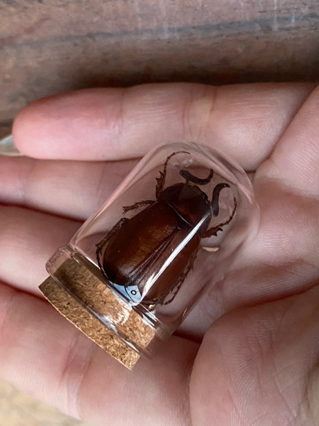 European Chafer (Amphimallon Majale) Beetle in Glass Dome