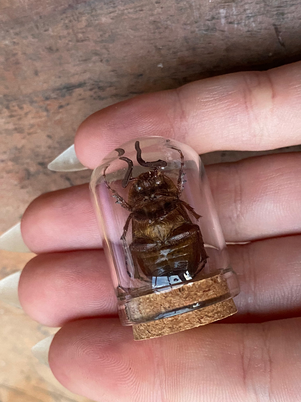 European Chafer (Amphimallon Majale) Beetle in Glass Dome