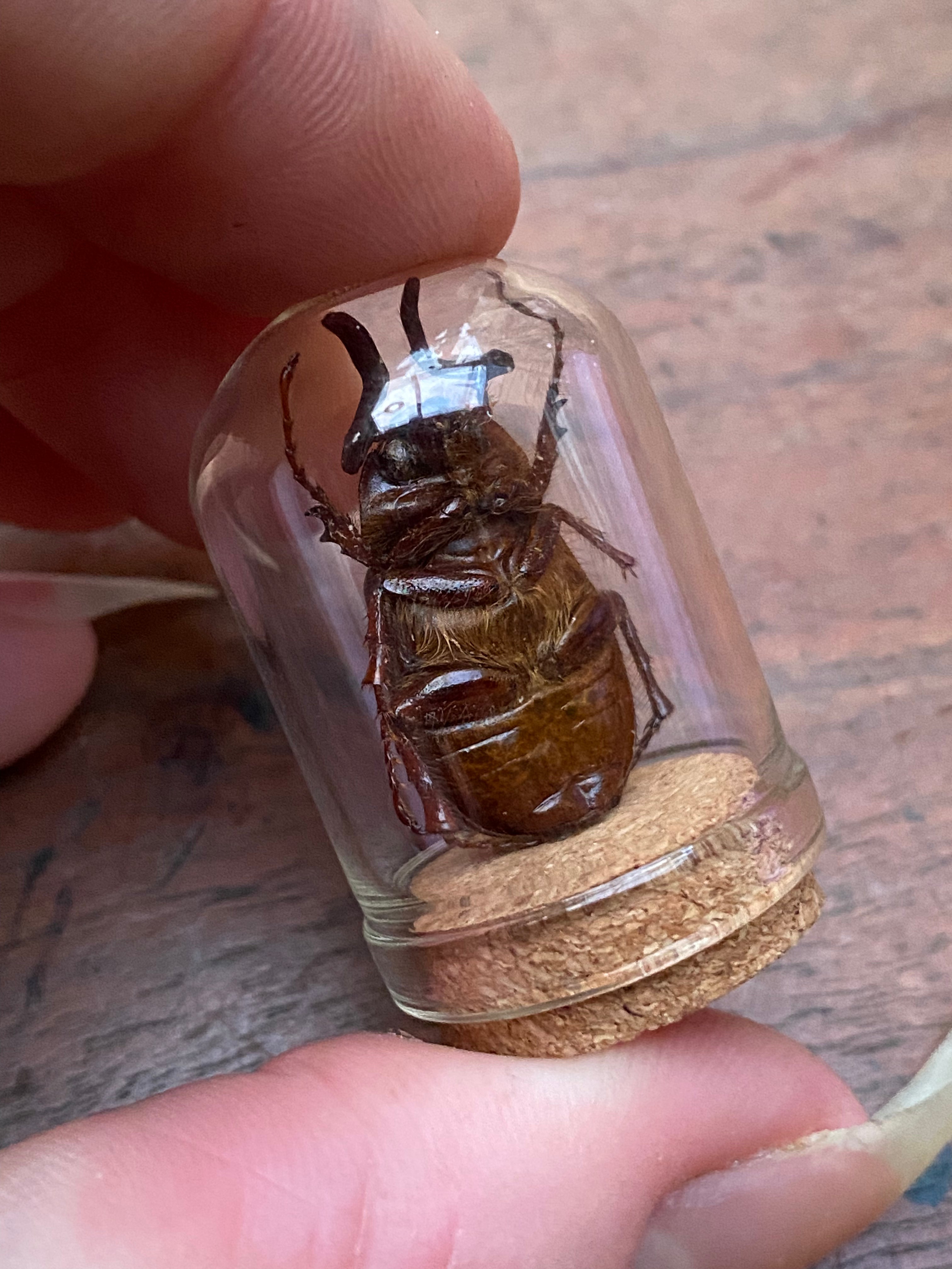 European Chafer (Amphimallon Majale) Beetle in Glass Dome