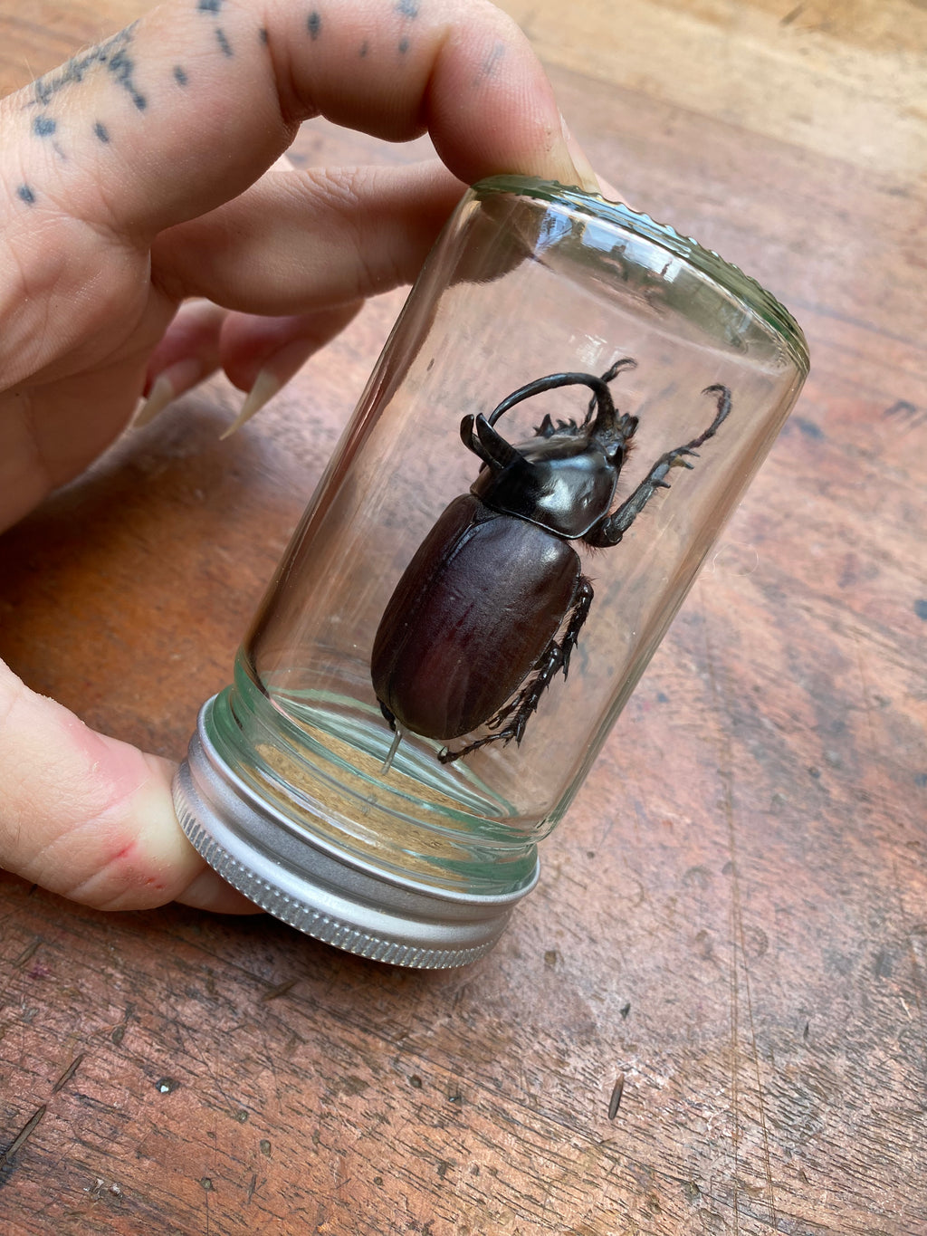 Large Rabbit Ears (Eupatorus Birmanicus) Beetle Specimen