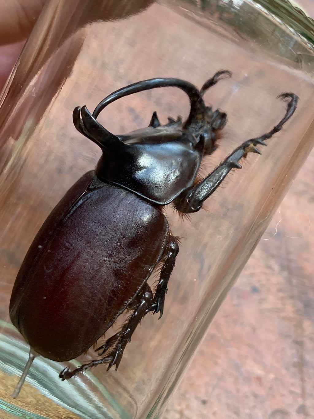 Large Rabbit Ears (Eupatorus Birmanicus) Beetle Specimen