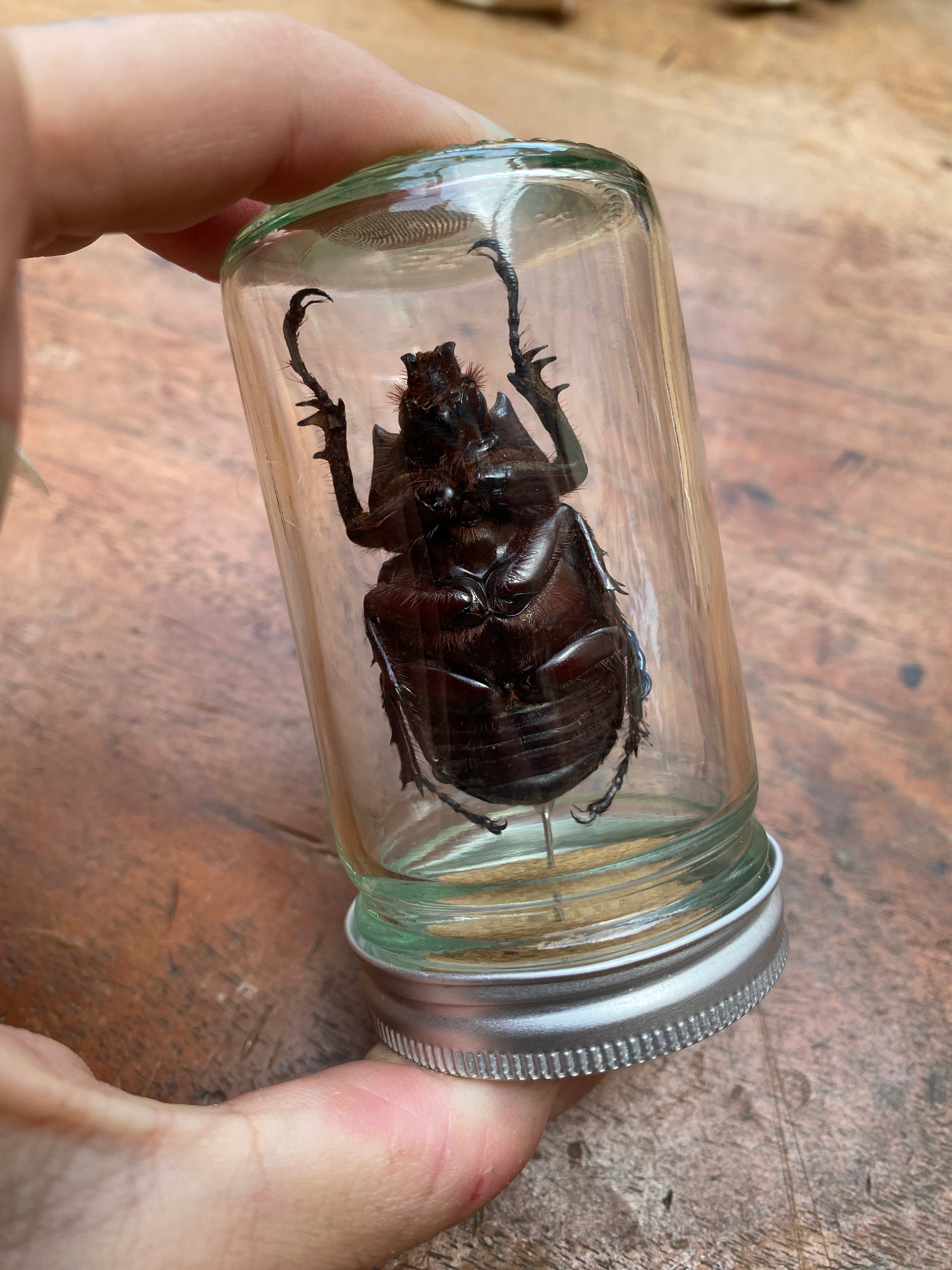 Large Rabbit Ears (Eupatorus Birmanicus) Beetle Specimen