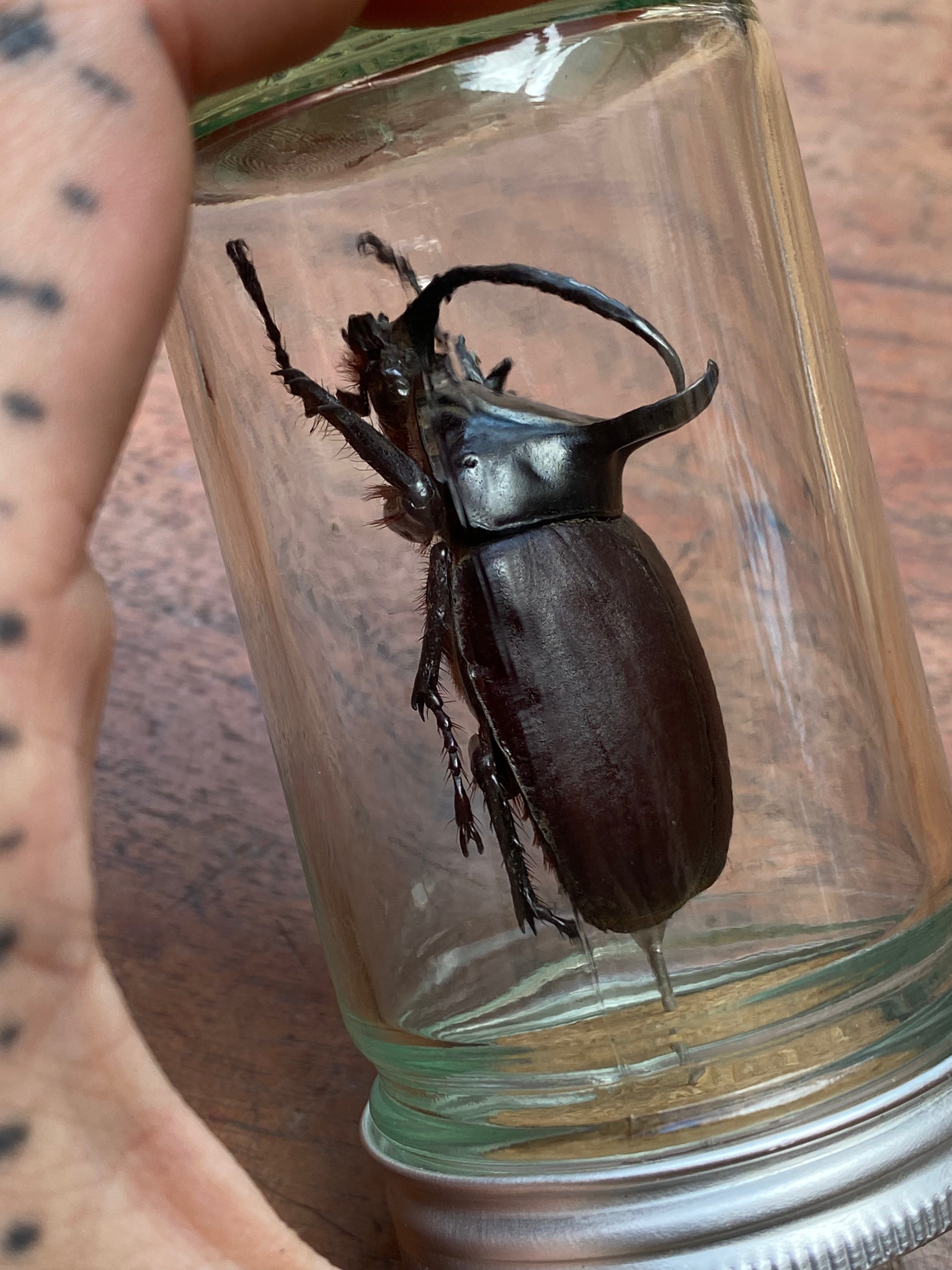 Large Rabbit Ears (Eupatorus Birmanicus) Beetle Specimen