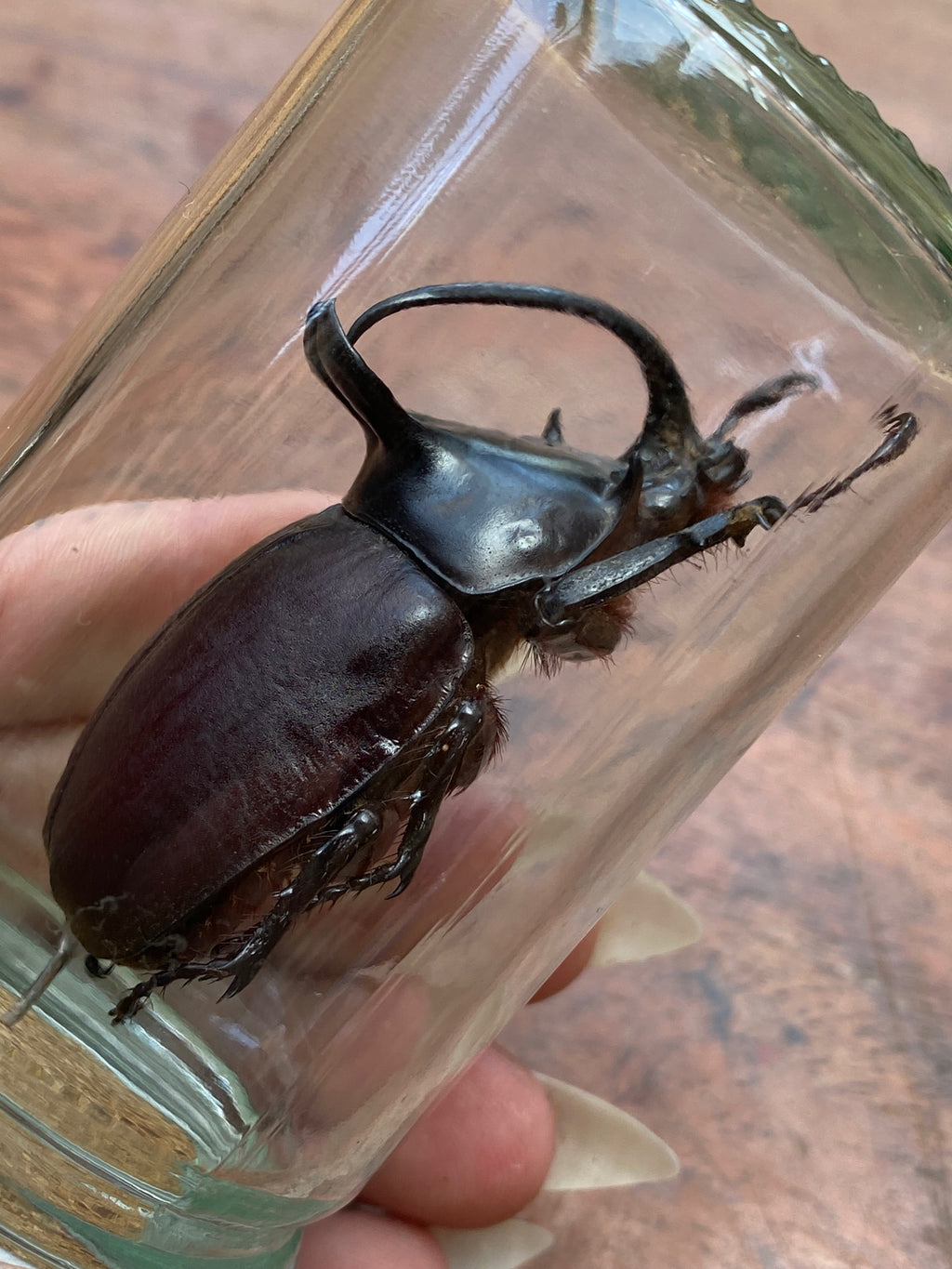 Large Rabbit Ears (Eupatorus Birmanicus) Beetle Specimen