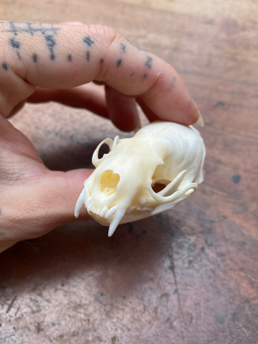 Mink Skull