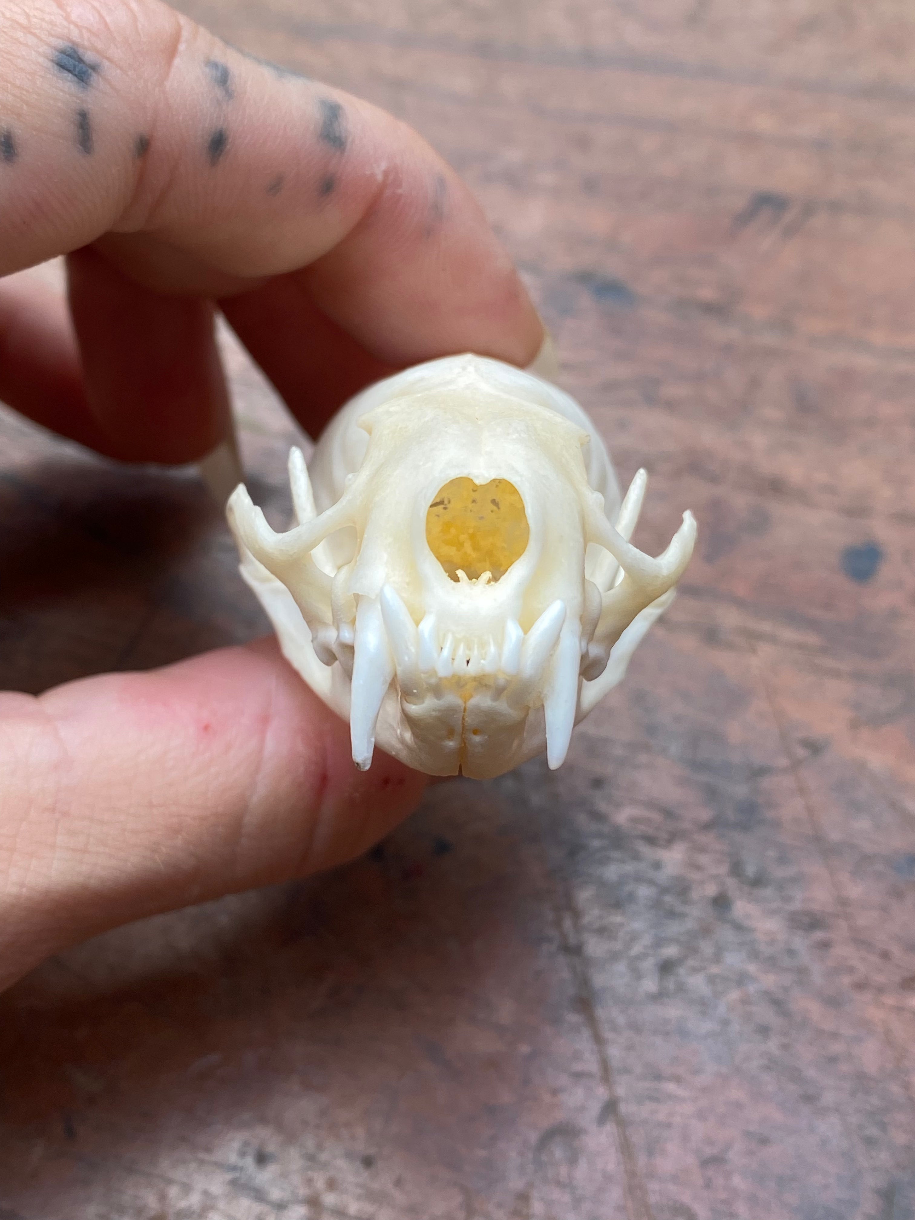 Mink Skull