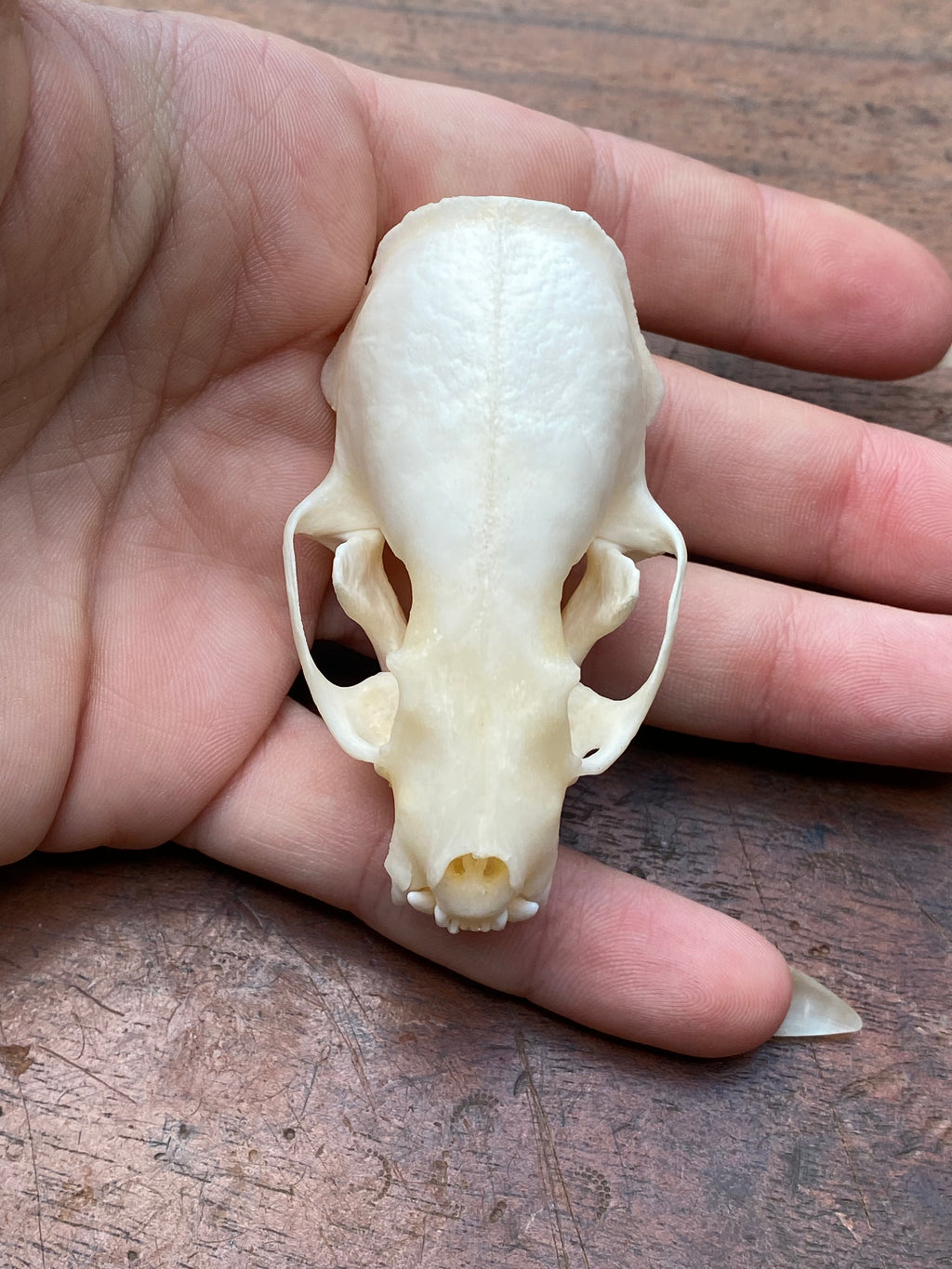 Mink Skull