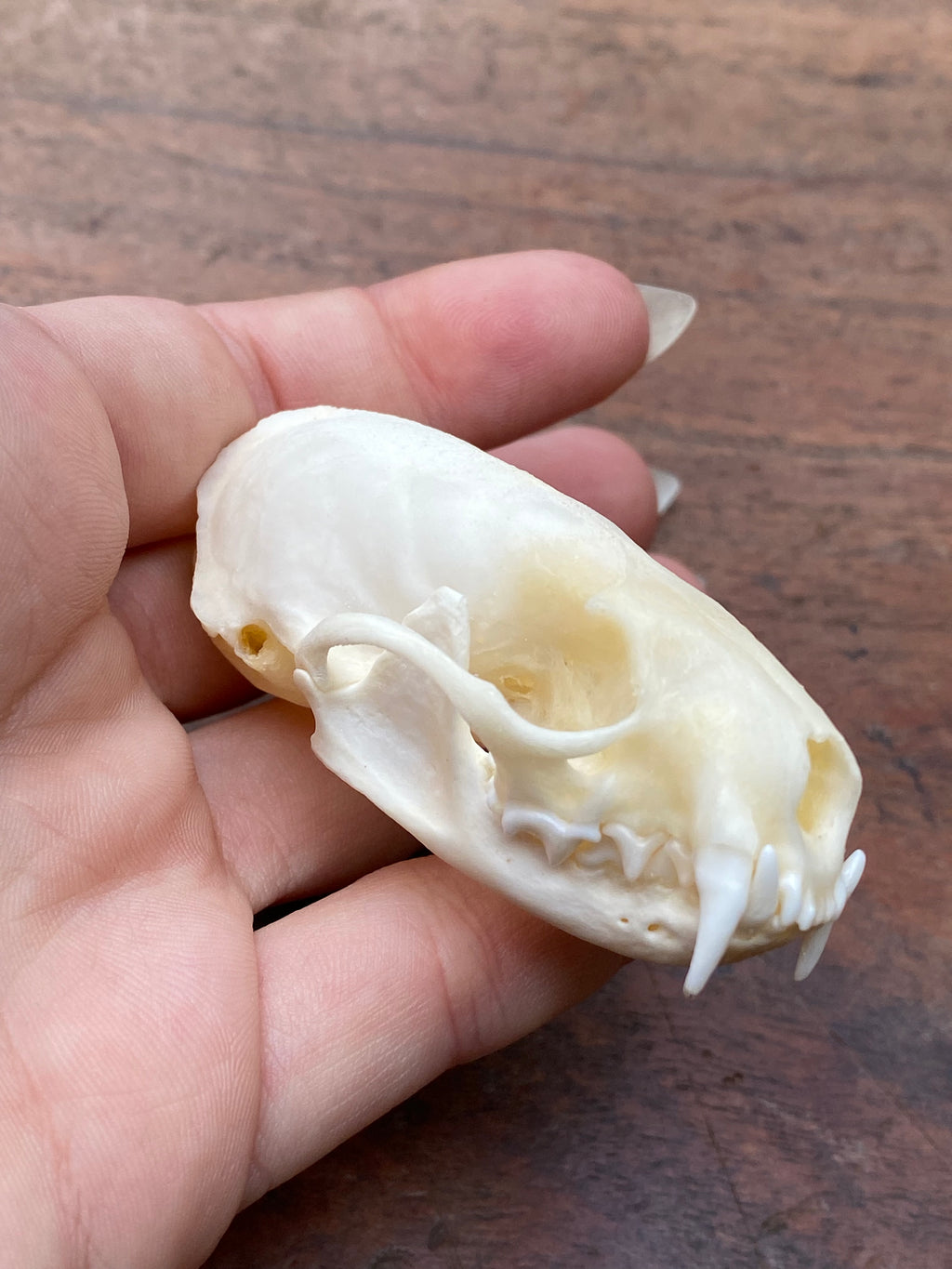 Mink Skull