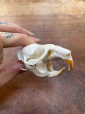 Beaver Rat Skull
