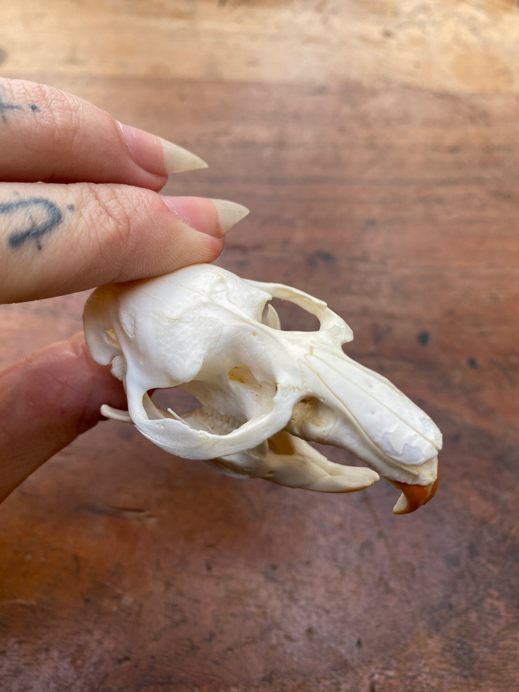 Beaver Rat Skull