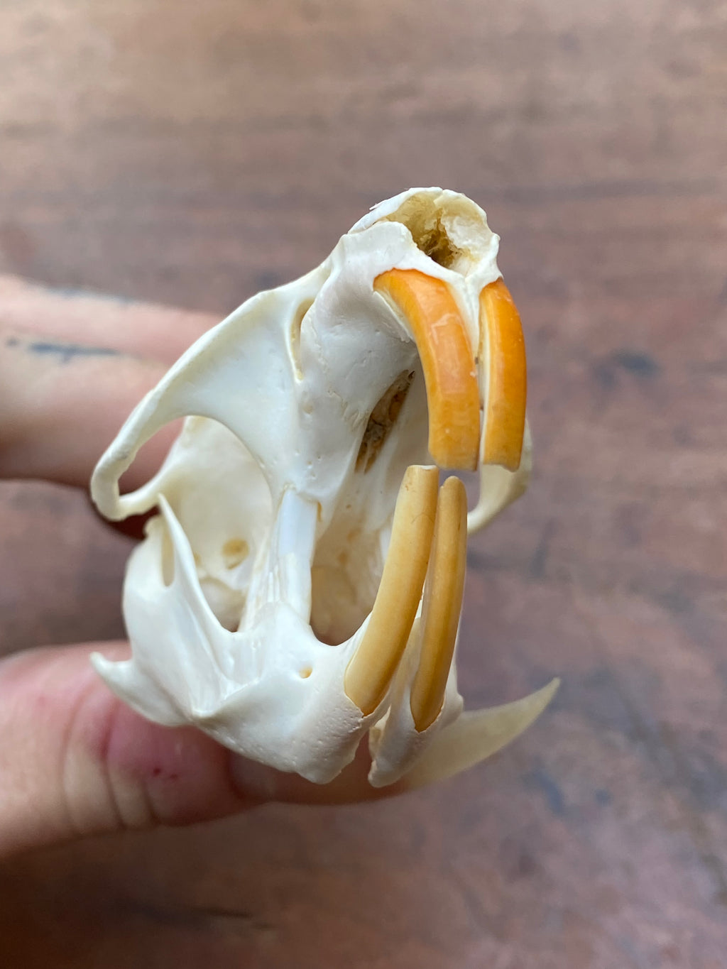 Beaver Rat Skull